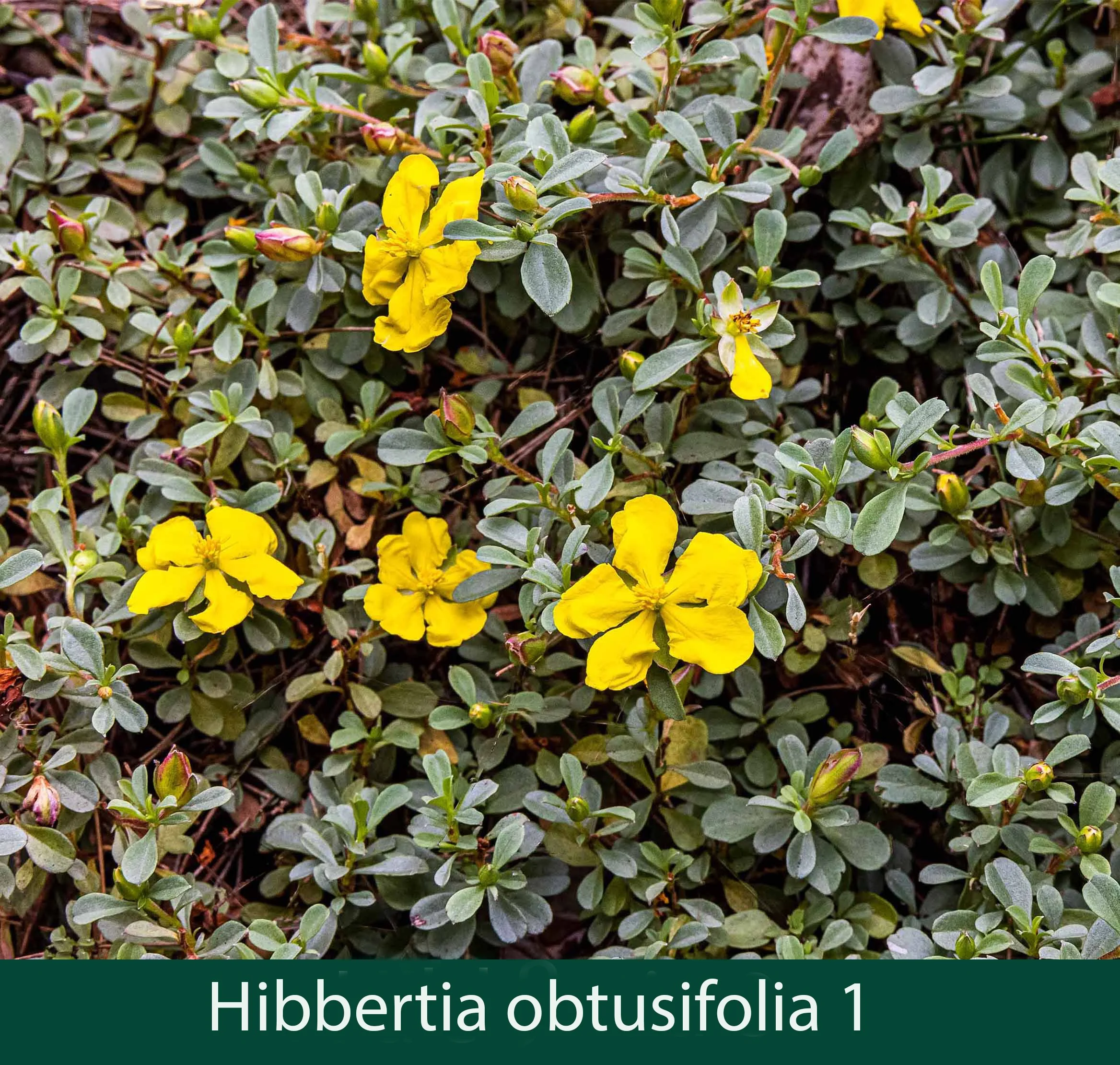 HIbbertia  8_.jpg
