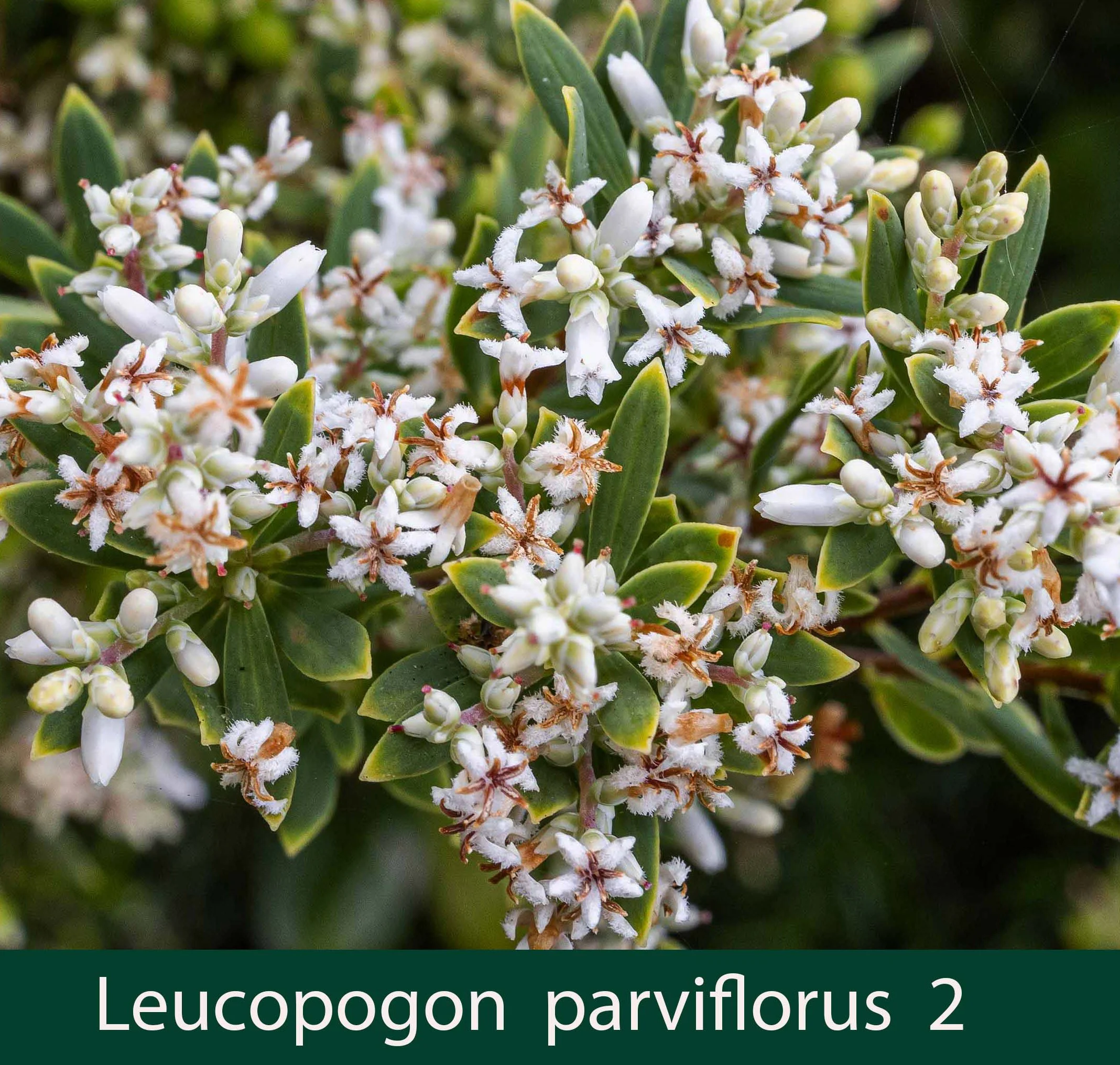 Leucopogon parviflorus2_.jpg