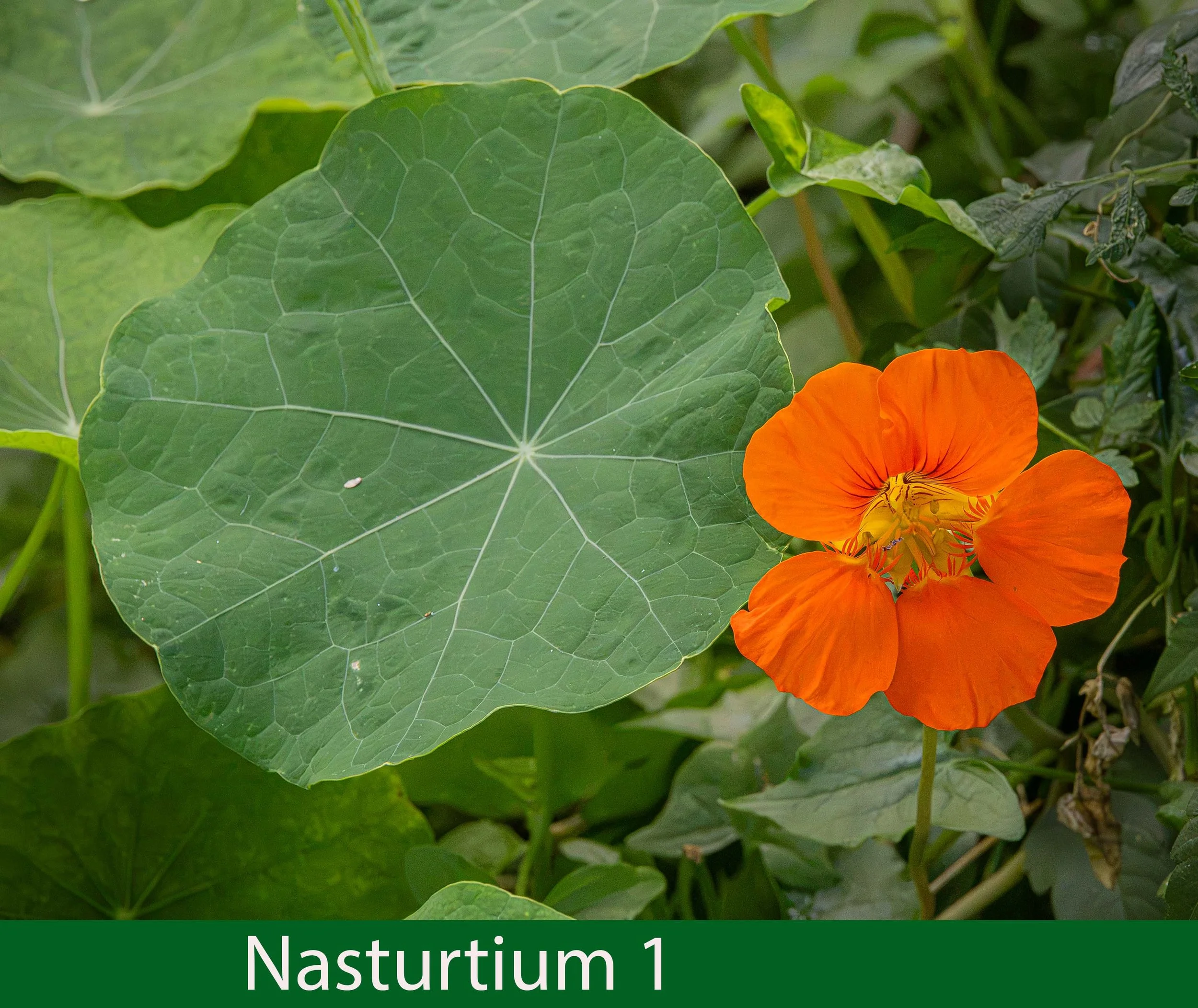 Nasturtium 1-  261A8529.jpg
