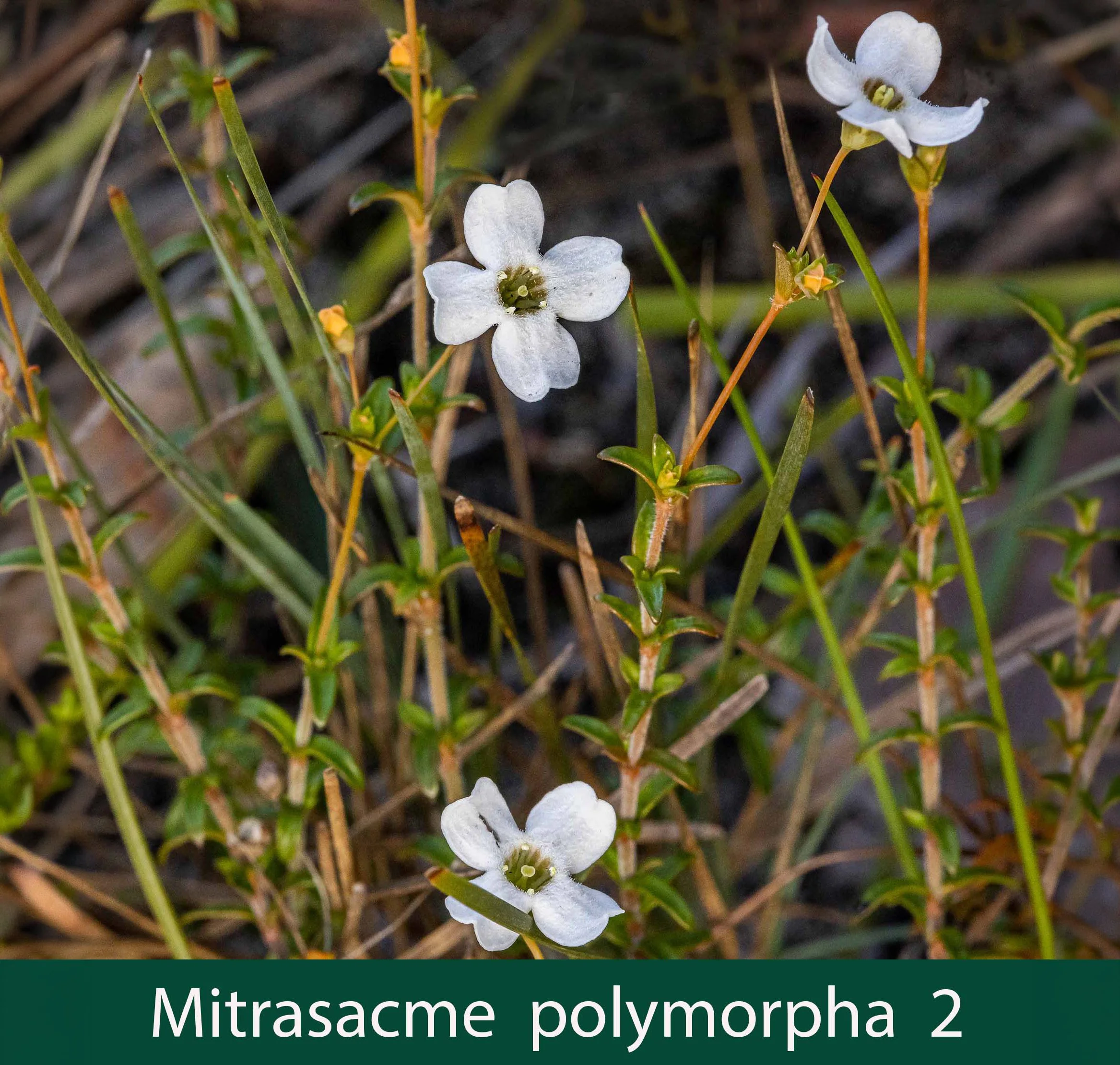 Mitrasacme polymorpha 2_.jpg