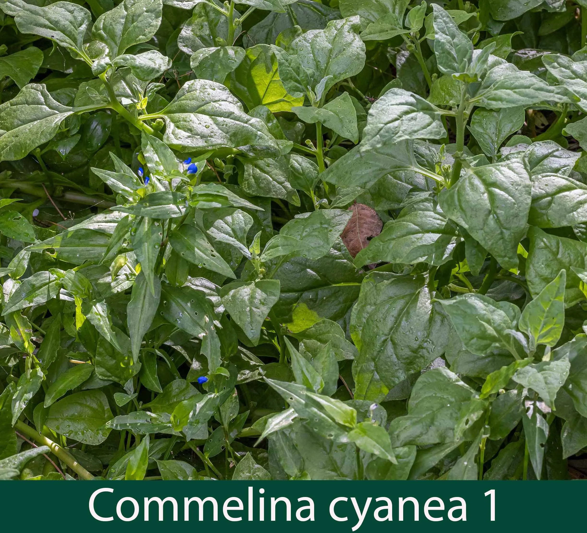 Commelina cyanea 1_.jpg