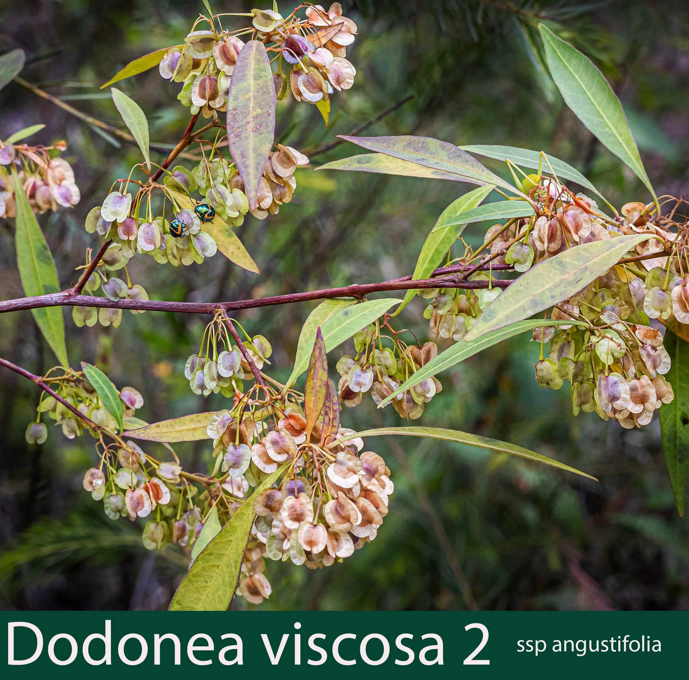 Dodonea viscosa ssp angustifolia 2.jpg