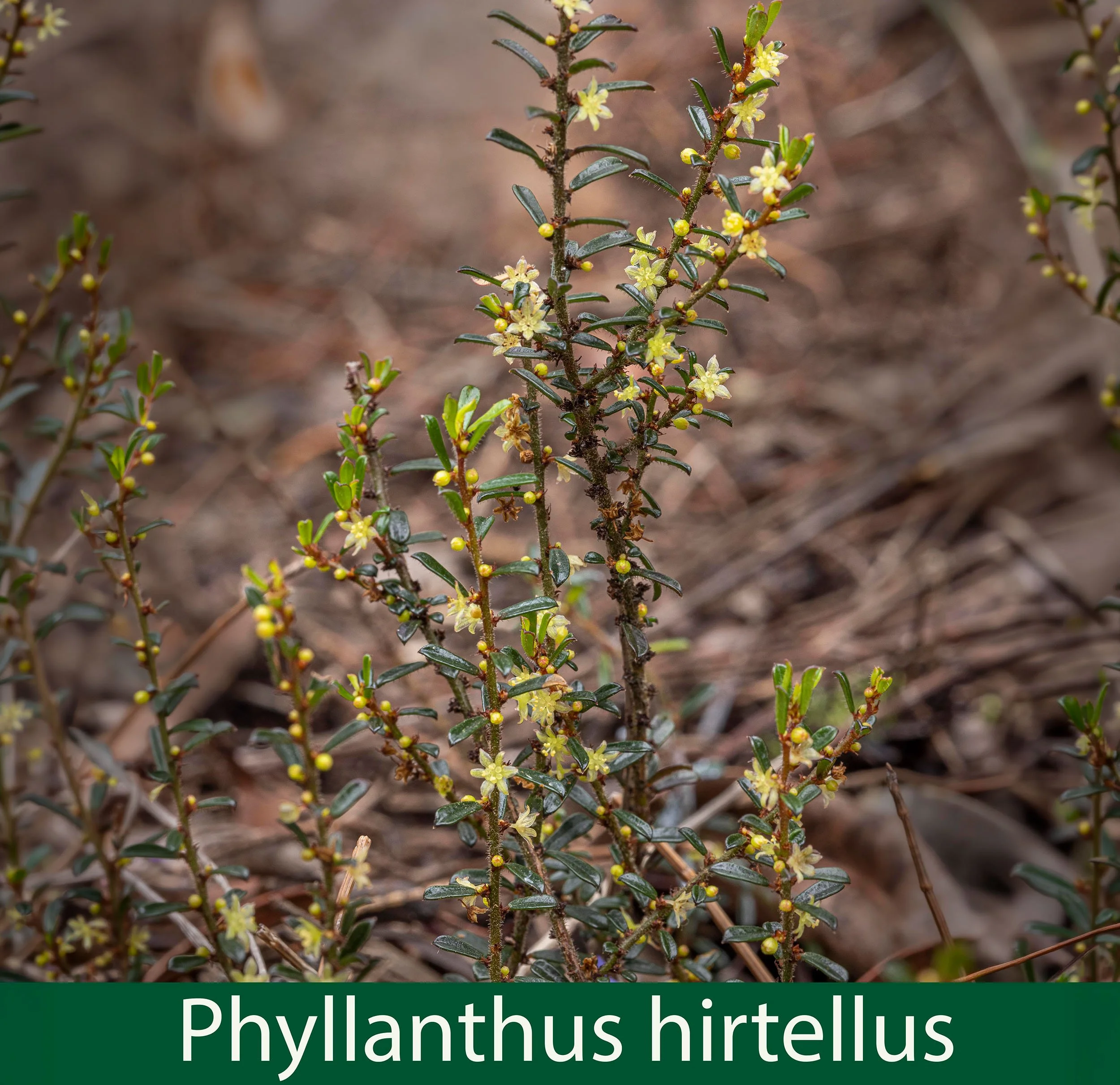 Phyllanthus hirtellus 1.jpg