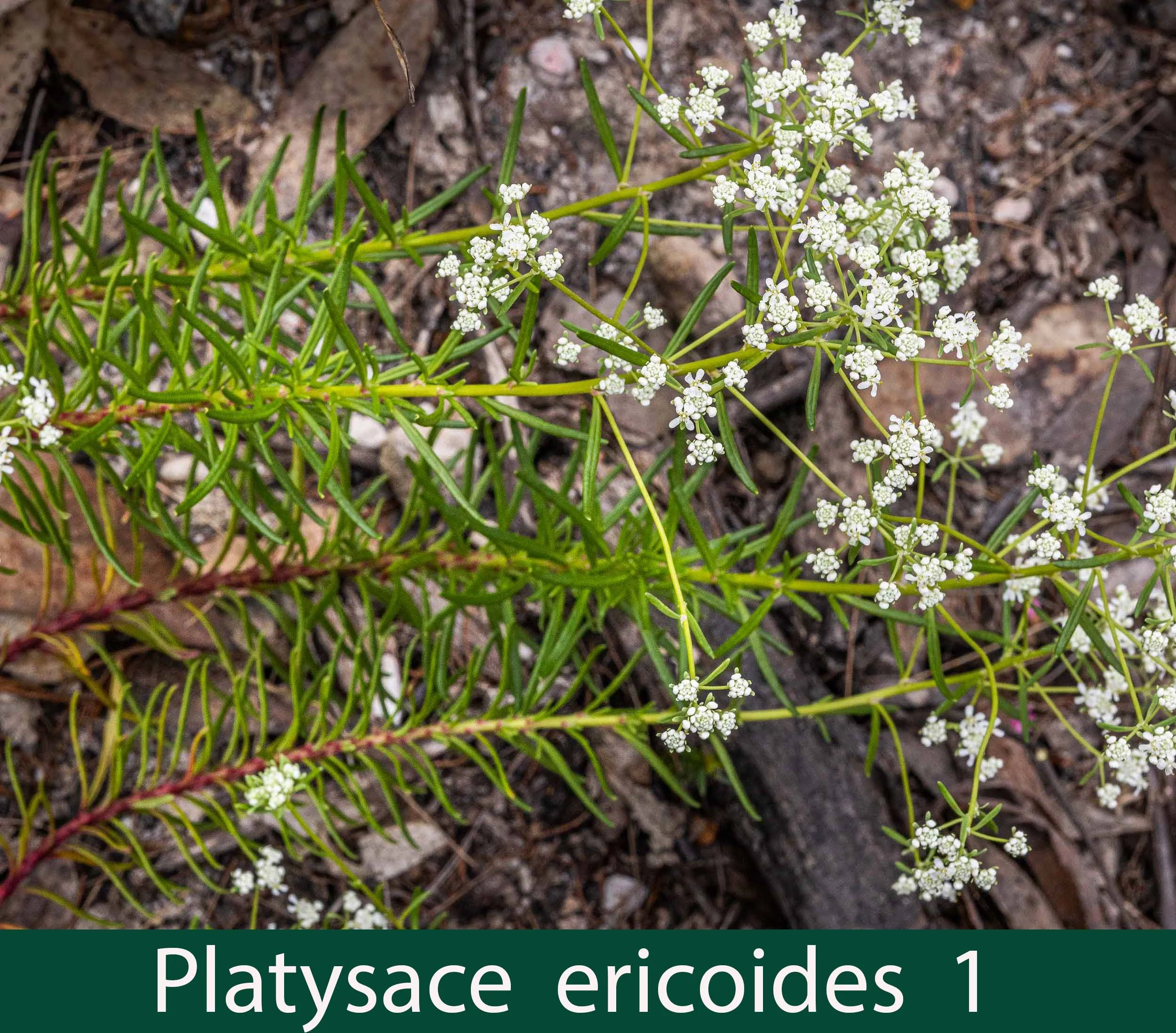 Platysace ericoides 1_.jpg