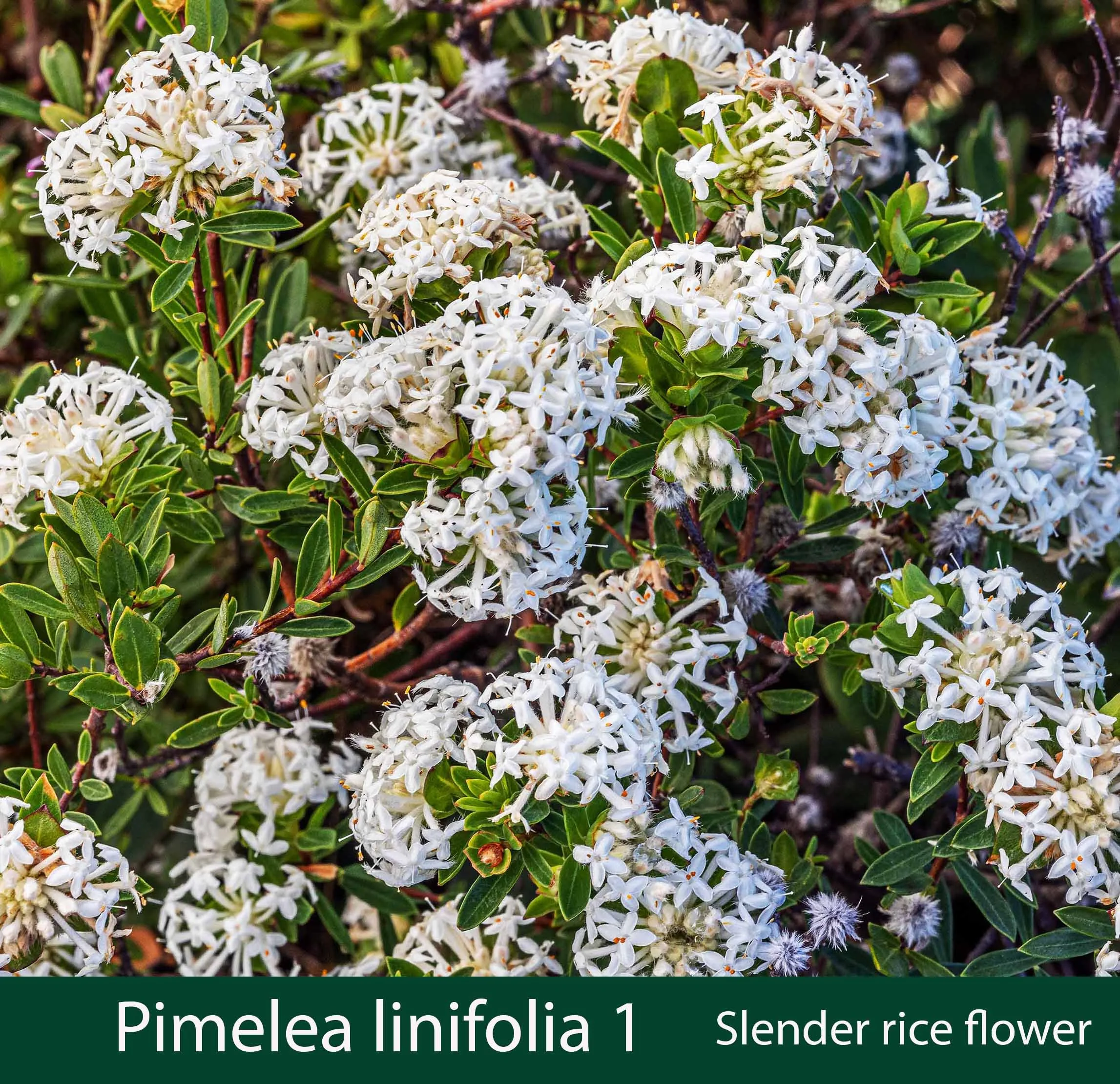 Pimelea linifolia 1   Slender rice flower.jpg