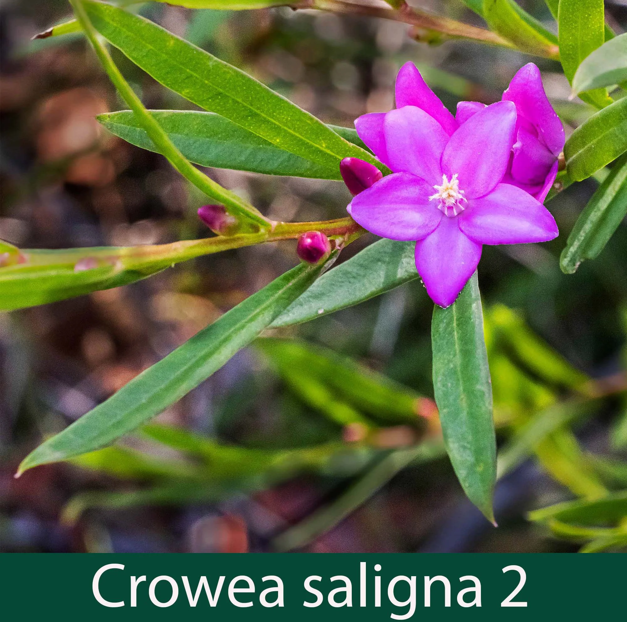 Crowea saligna 2_.jpg