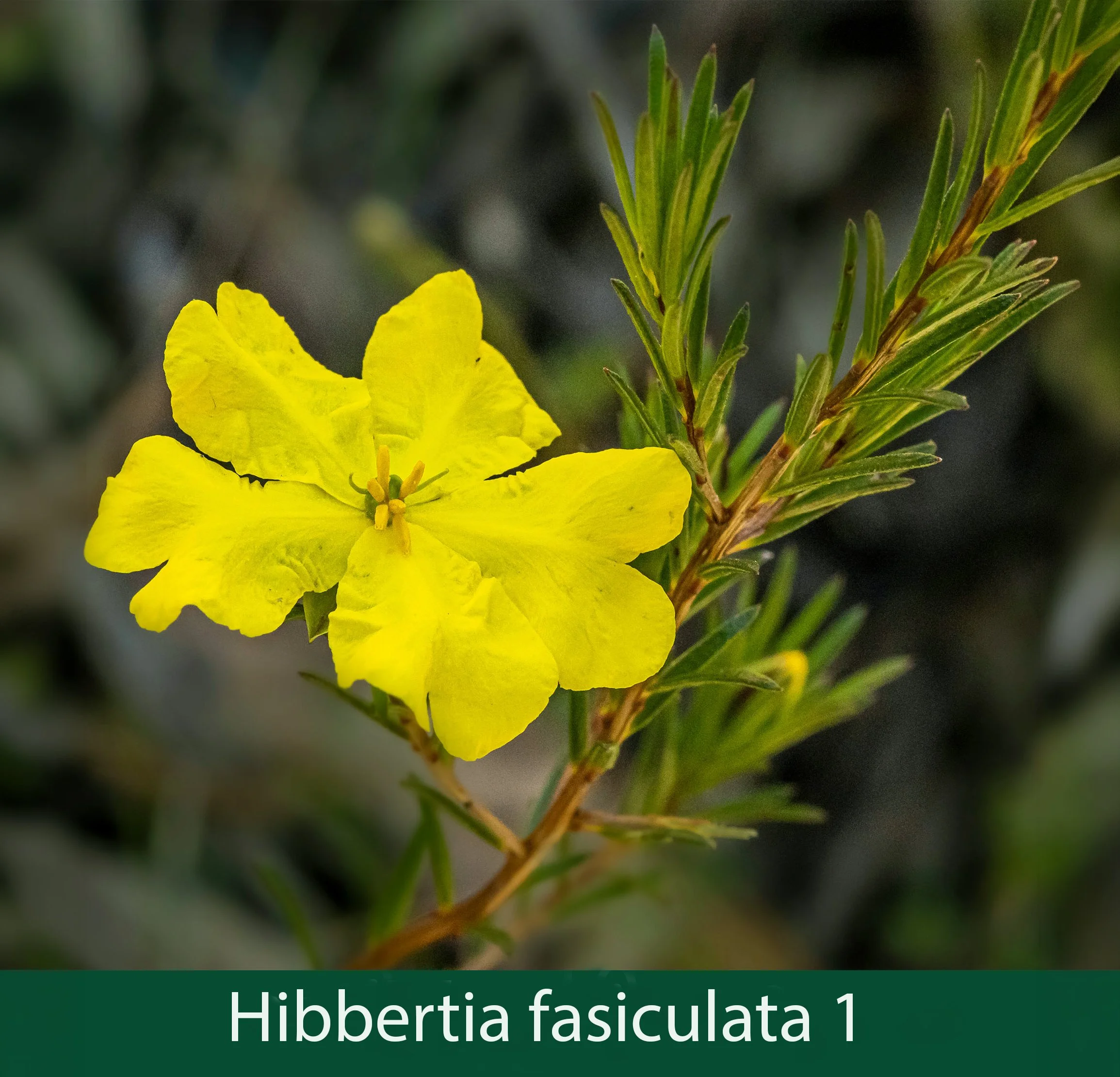 Hibbertia  10_.jpg