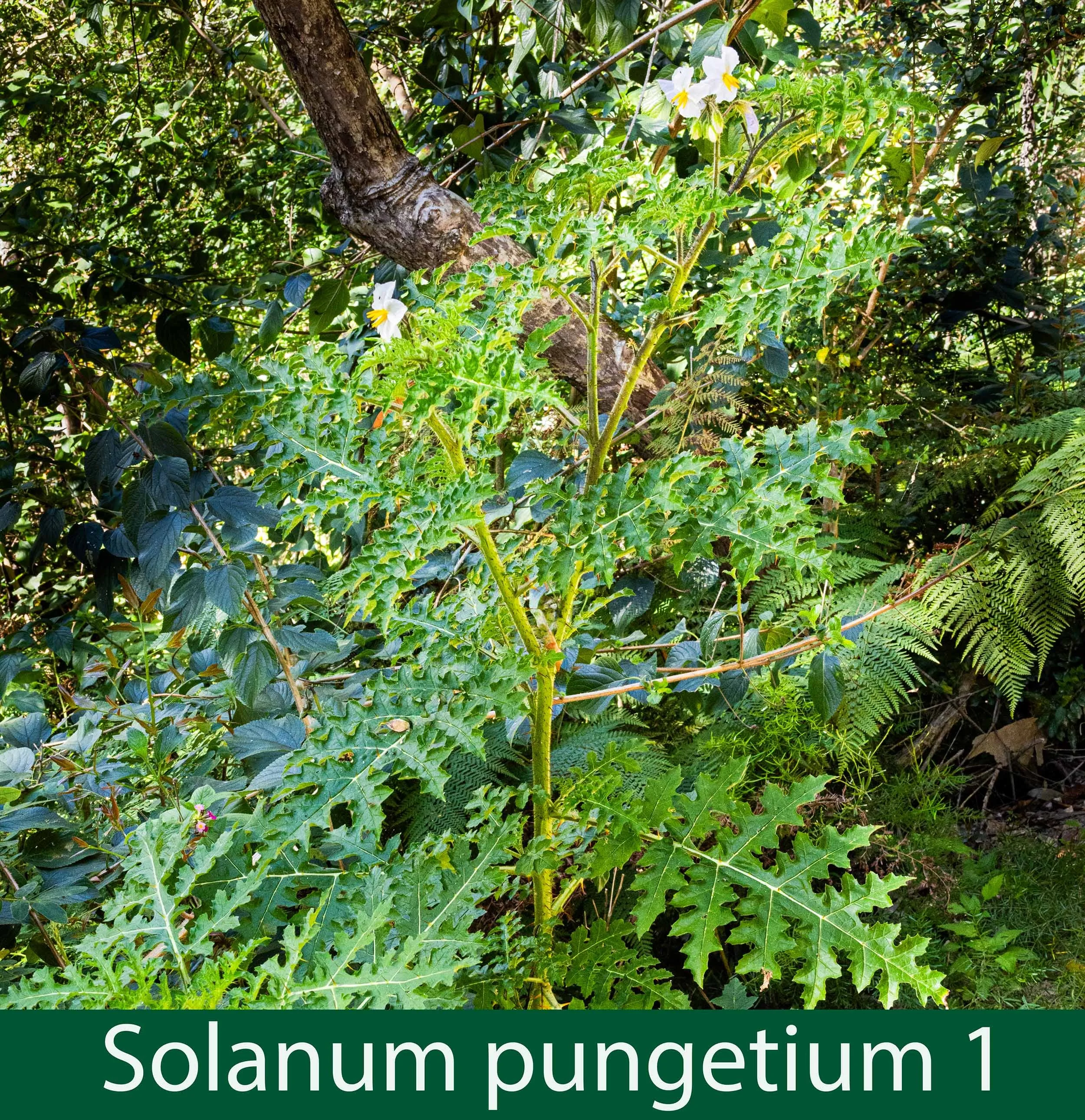 Solanum pungetium 1.jpg