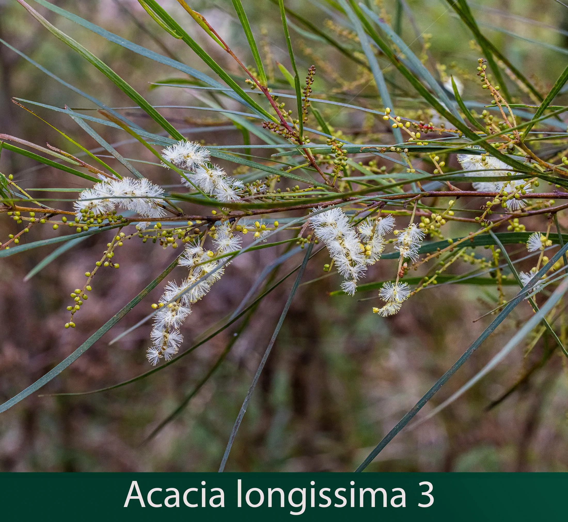 Acacia longissima 3.jpg