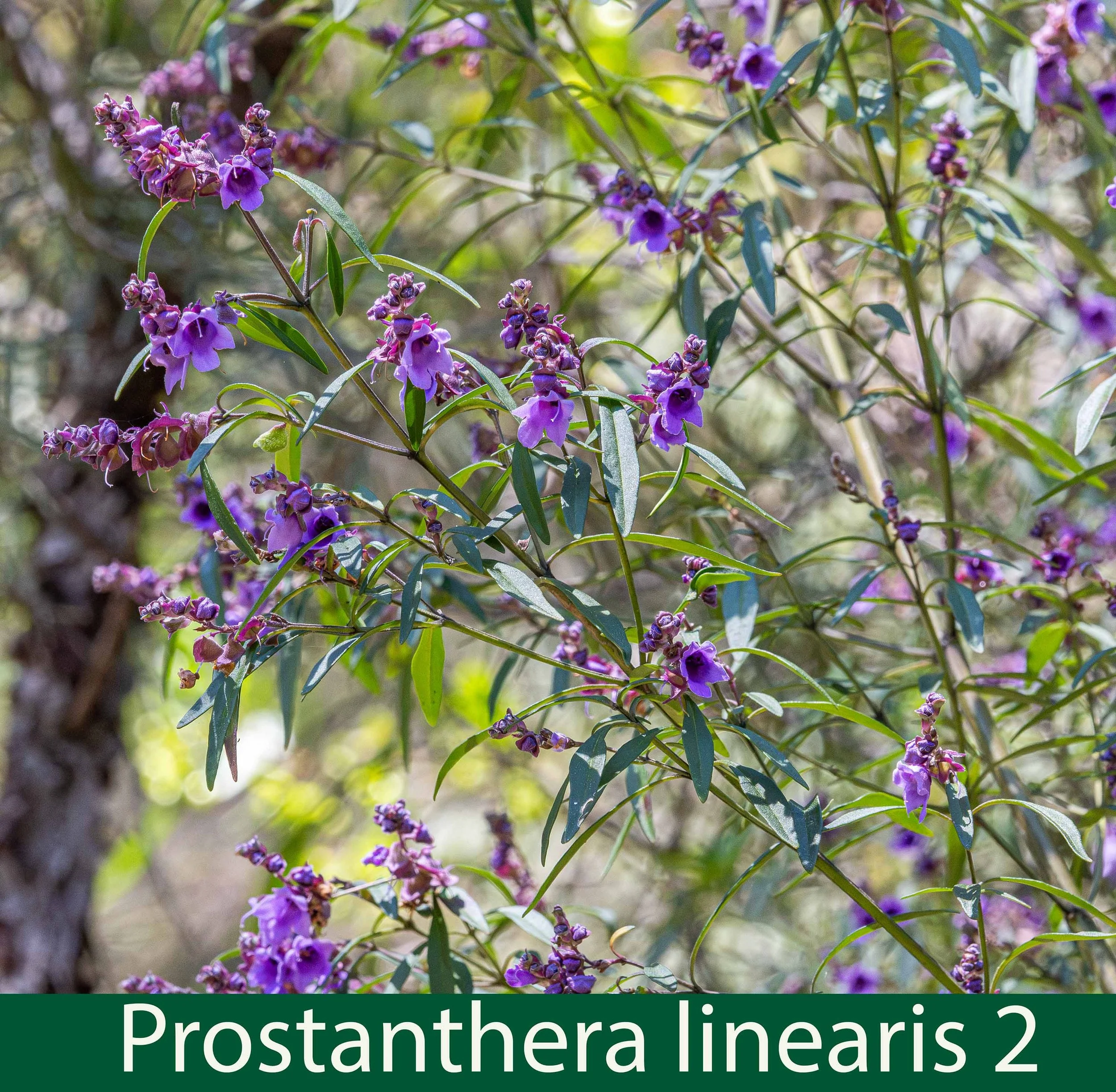 Prostanthera linearis 5-261A0991.jpg