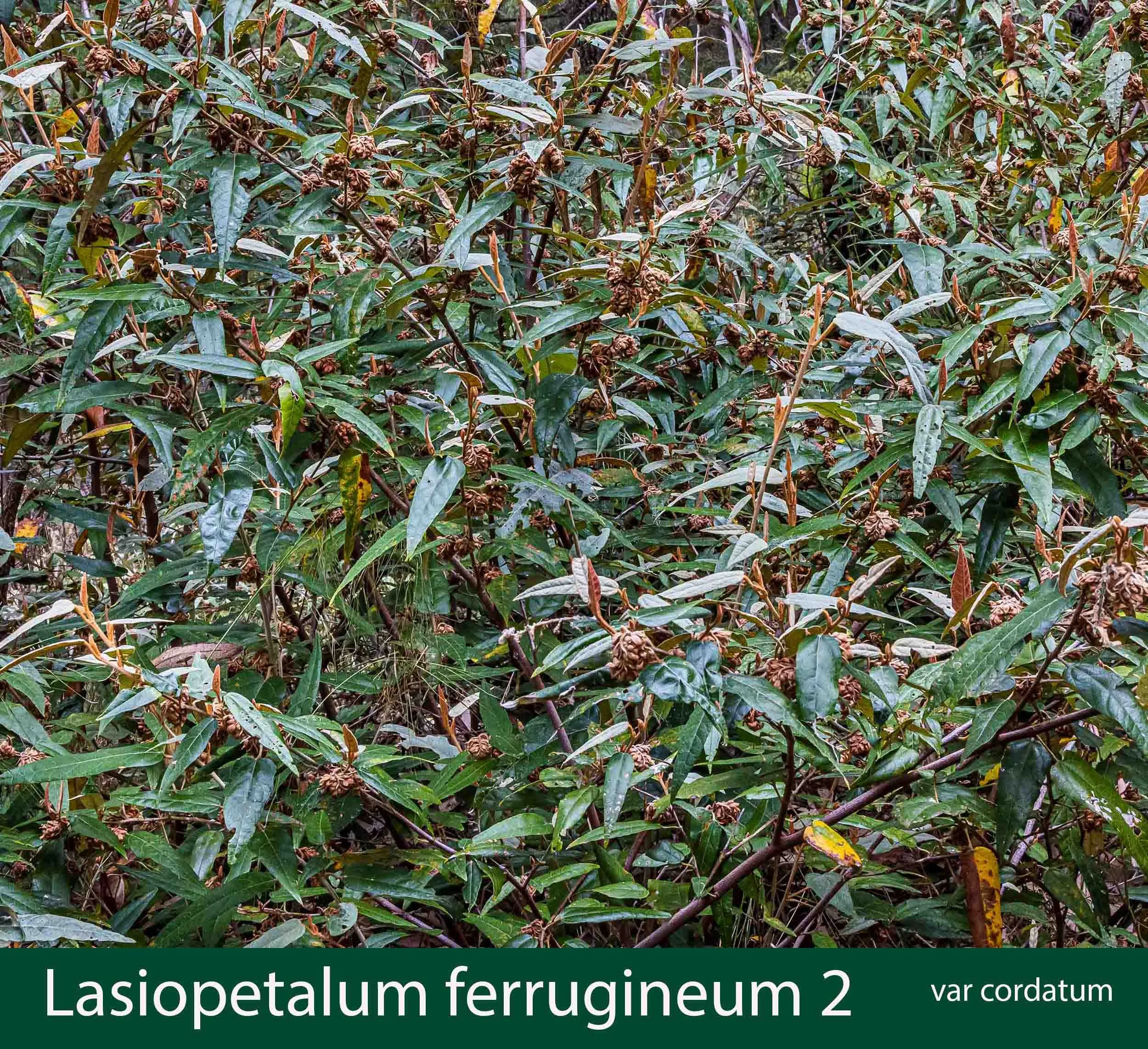 Lasiopetalum ferrugineum var cordatum 2_.jpg