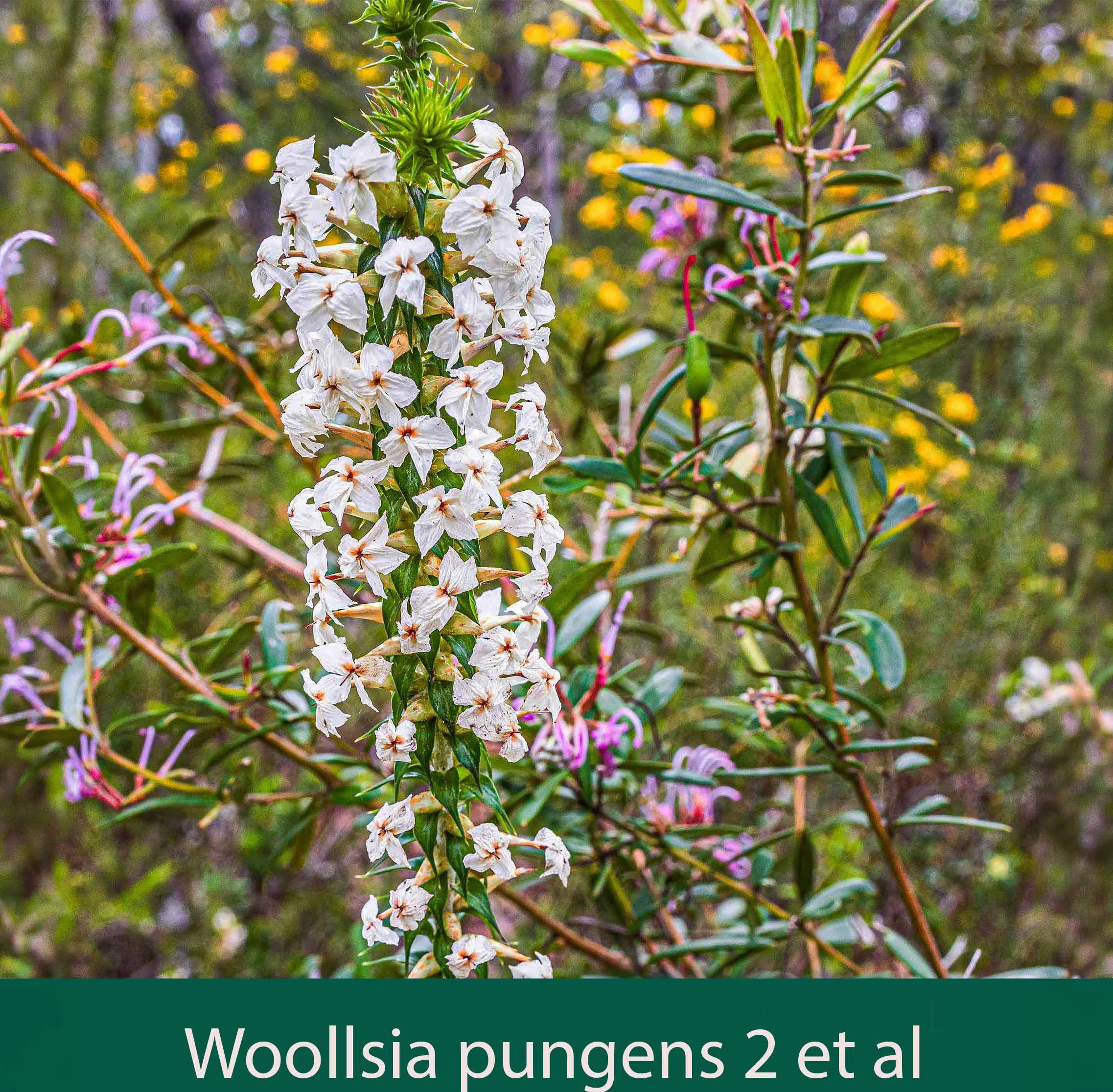 Woollsia pungens 2   with Grevillea sericea and others.jpg