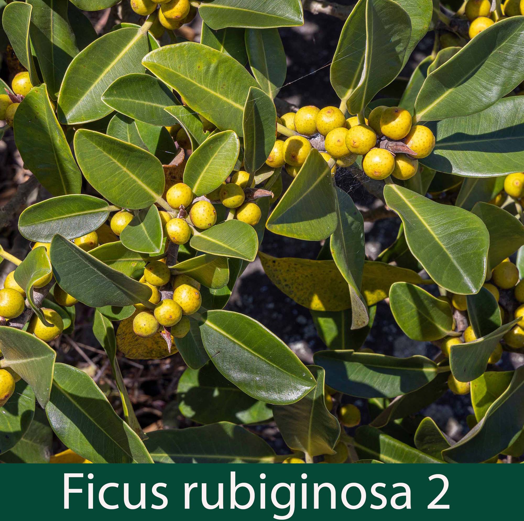 Ficus rubiginosa 2   Port Jackson fig.jpg