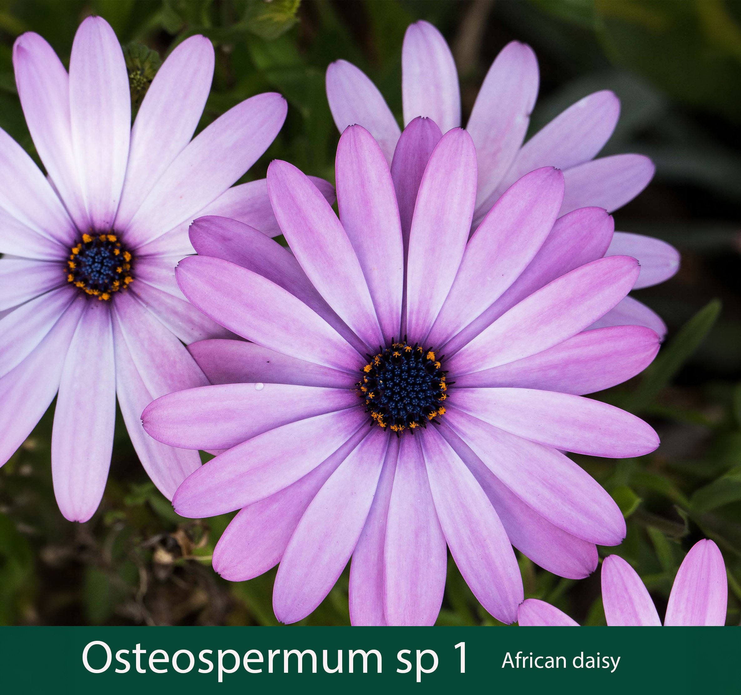Osteospermum 1   African daisy.jpg