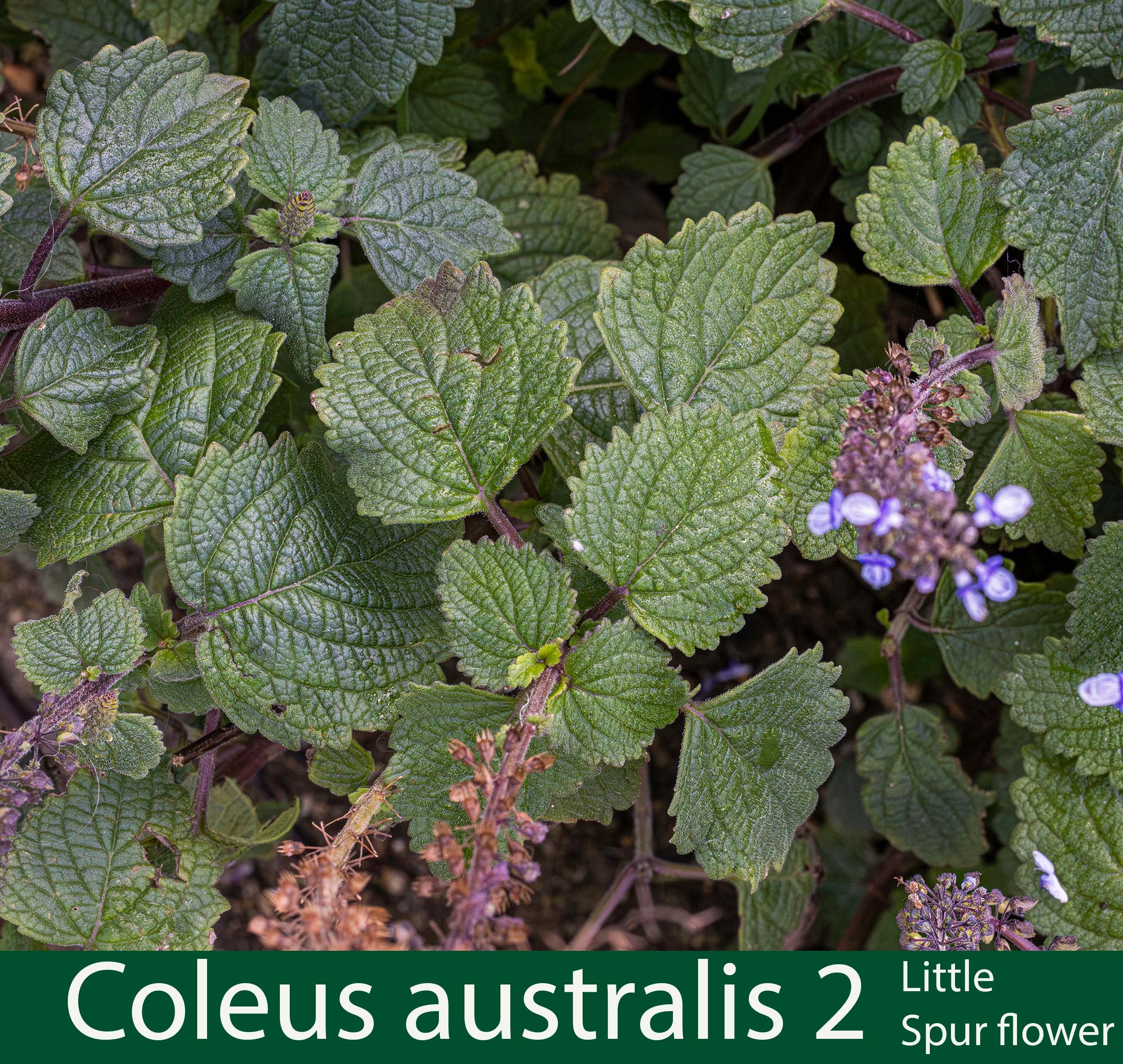 Coleus australis 2-Little spur flower- copy.jpg