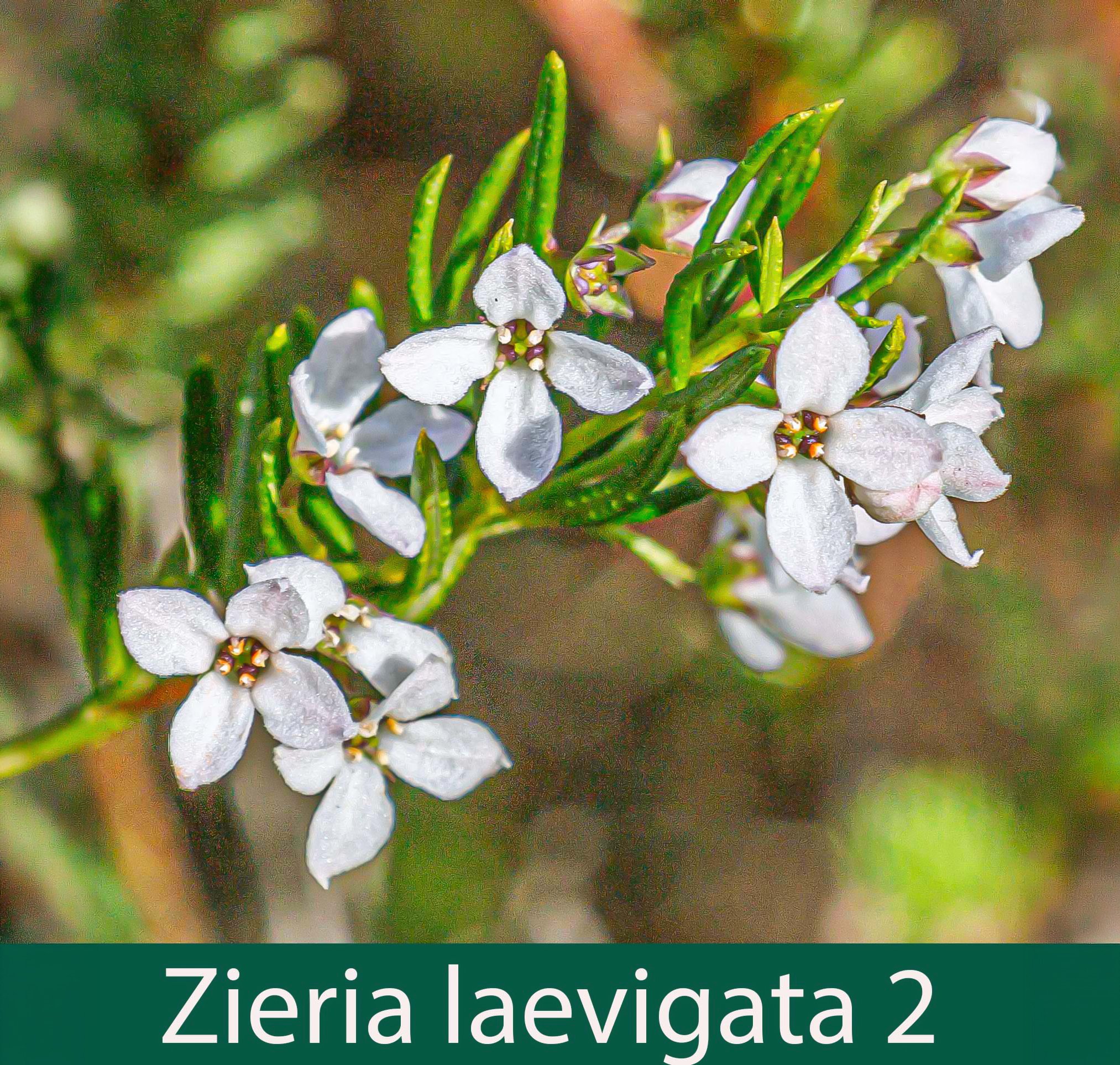 Zieria laevigata 2_.jpg