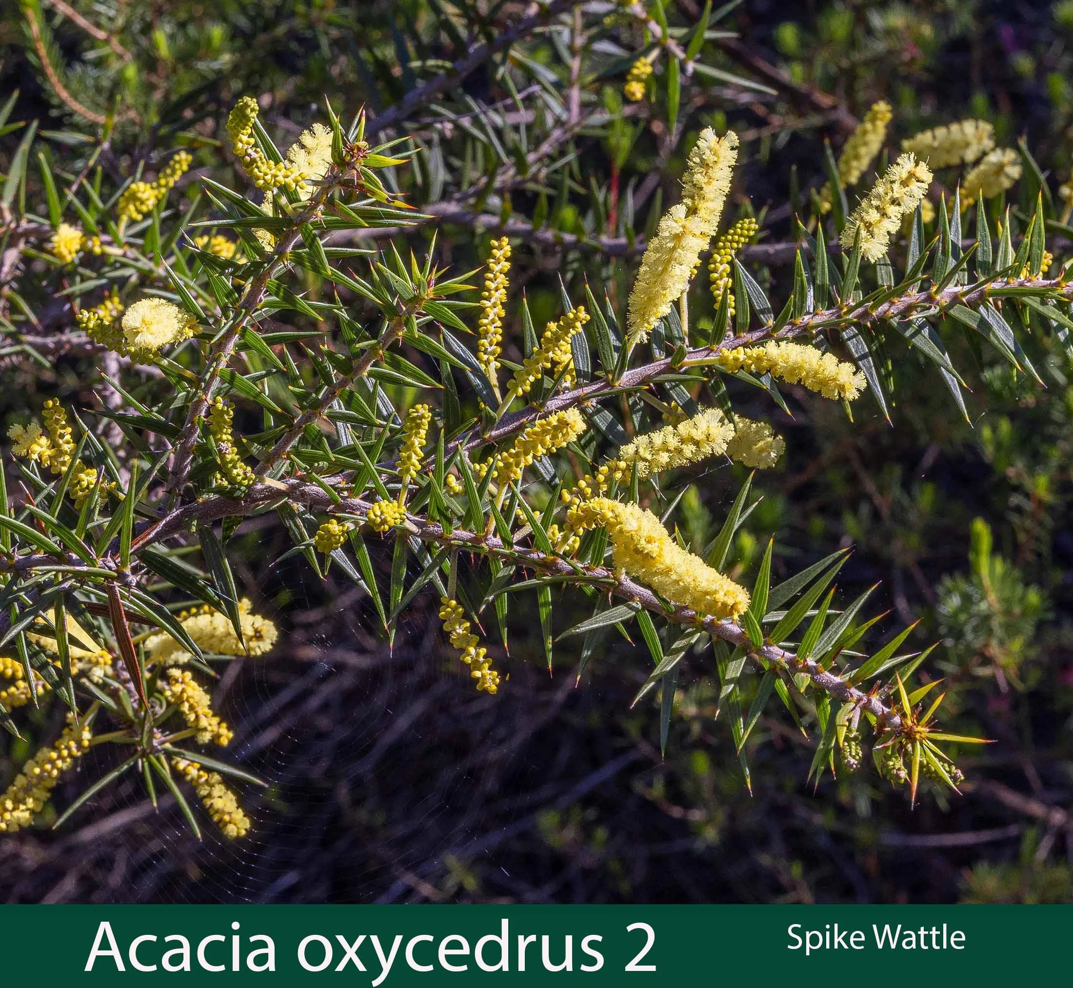 Acacia oxycedrus 2 Spike Wattle.jpg