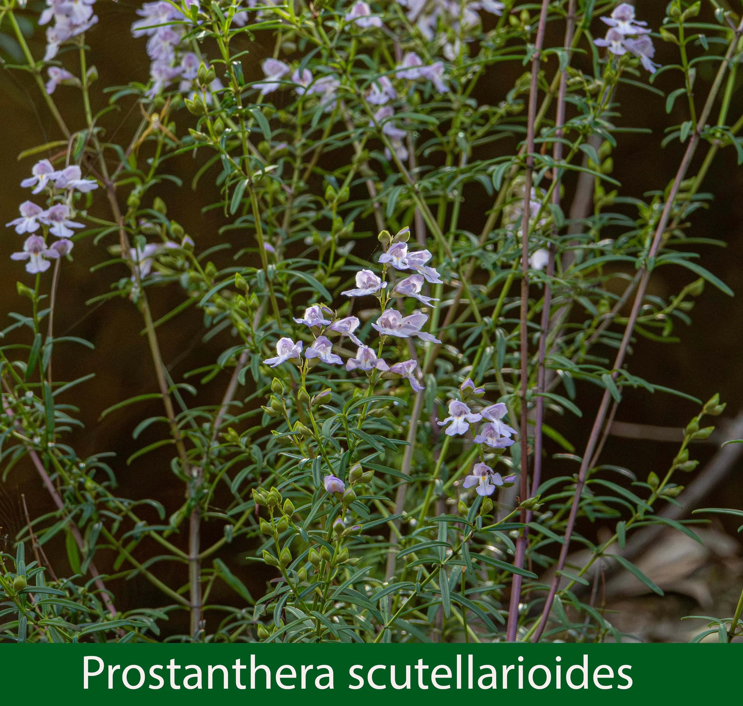 Prostanthera scutellarioides-a-261A2910 copy.jpg