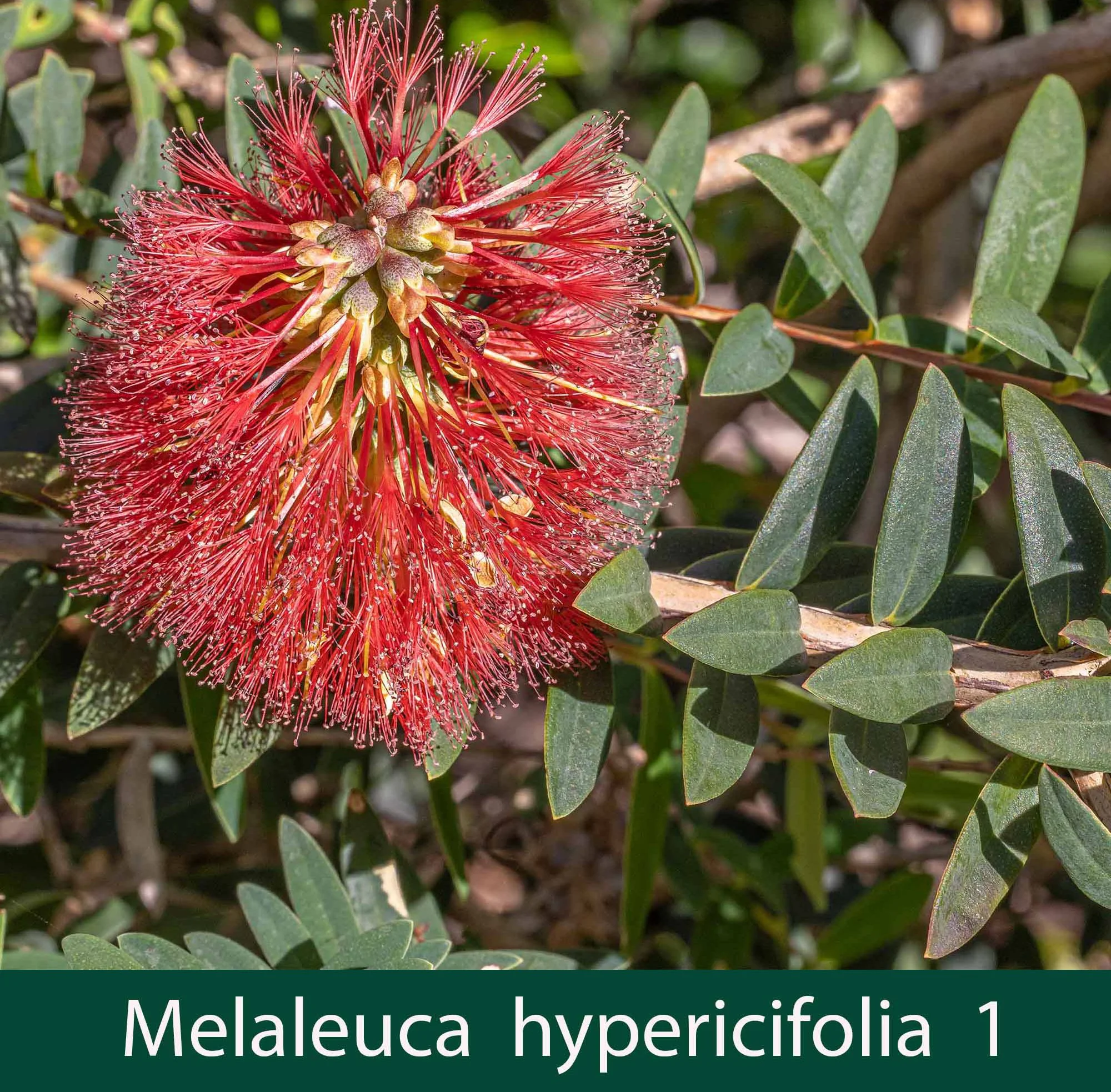 Melaleuca hypericifolia 1_.jpg