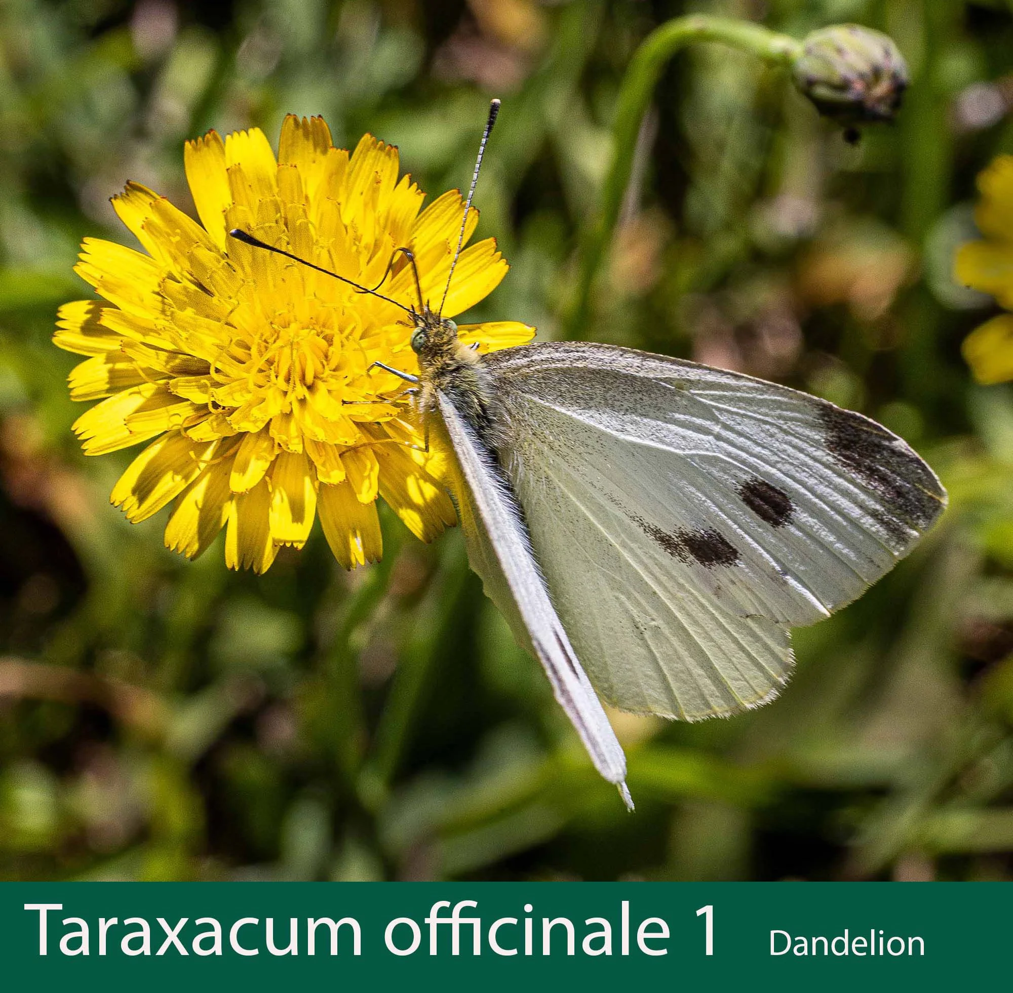 Taraxacum officinale 1    Dandelion with butterfly.jpg