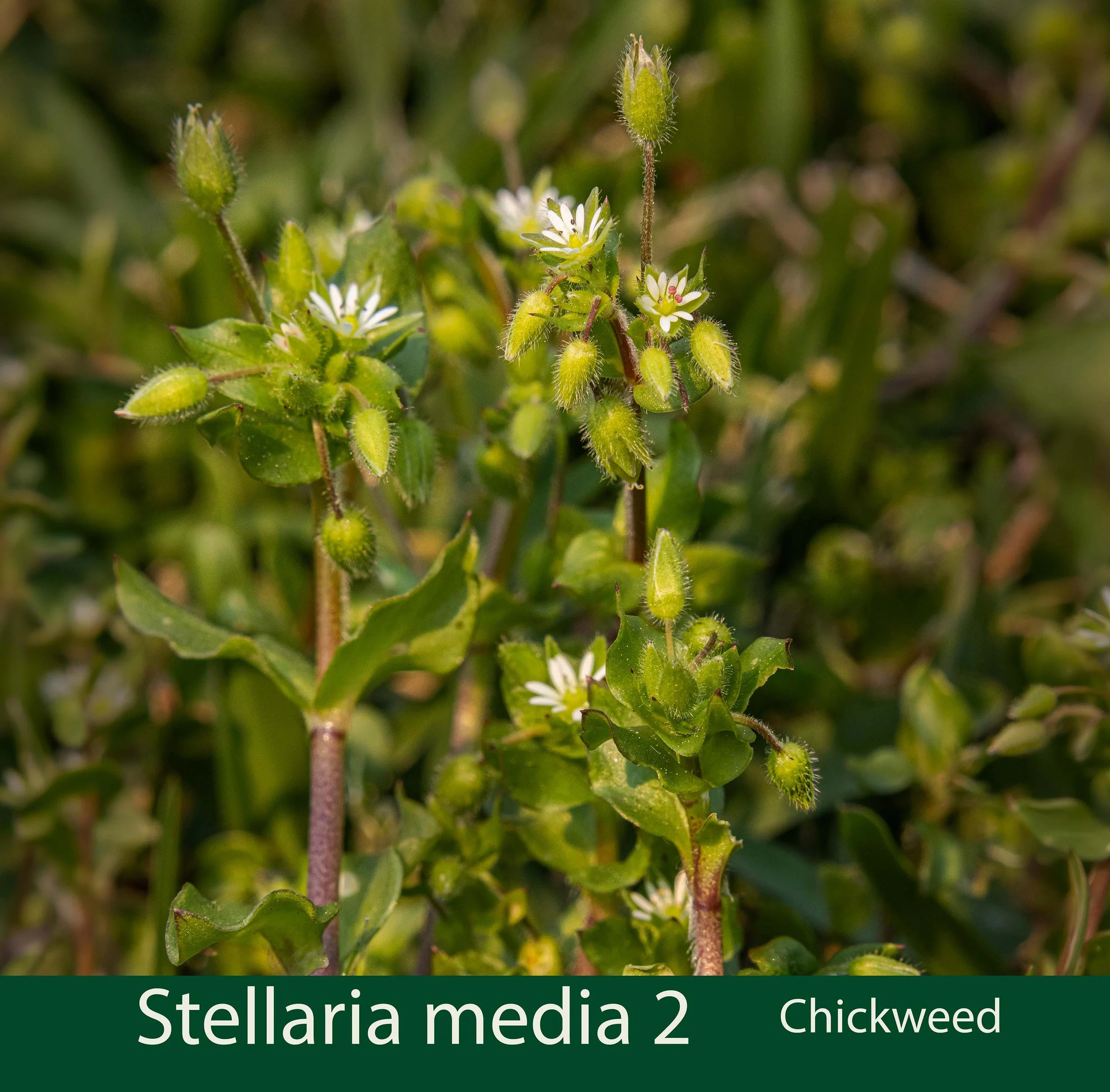 Stellaris media 2- Chickweed 261A0408 copy at JPG 6-.jpg