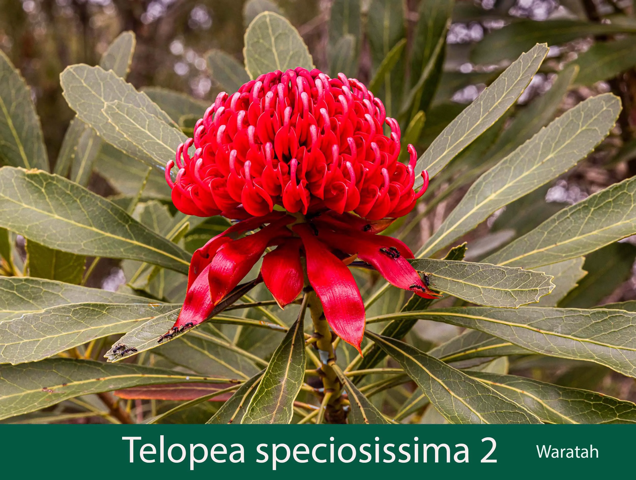 Telopea speciosissima 2_.jpg