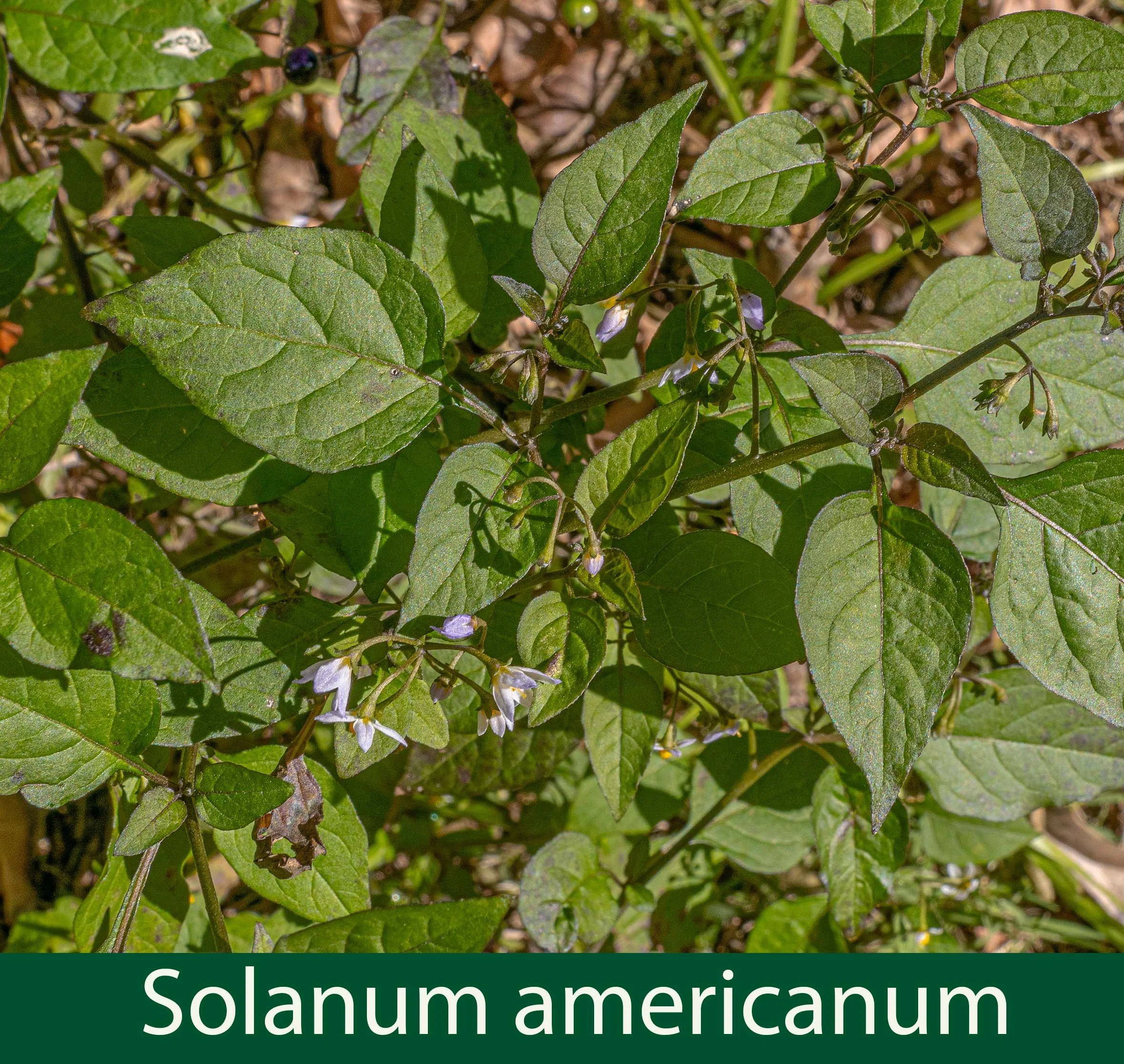 Solanum americanum-aa--P1022082_.jpg