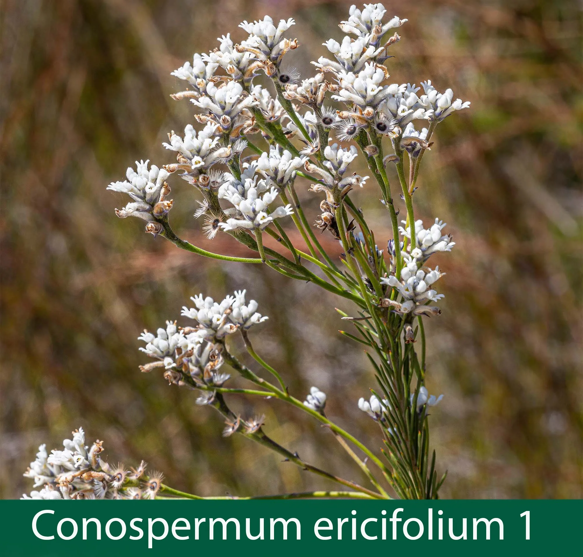 Conospermum ericifolium 1  Coneseeds.jpg