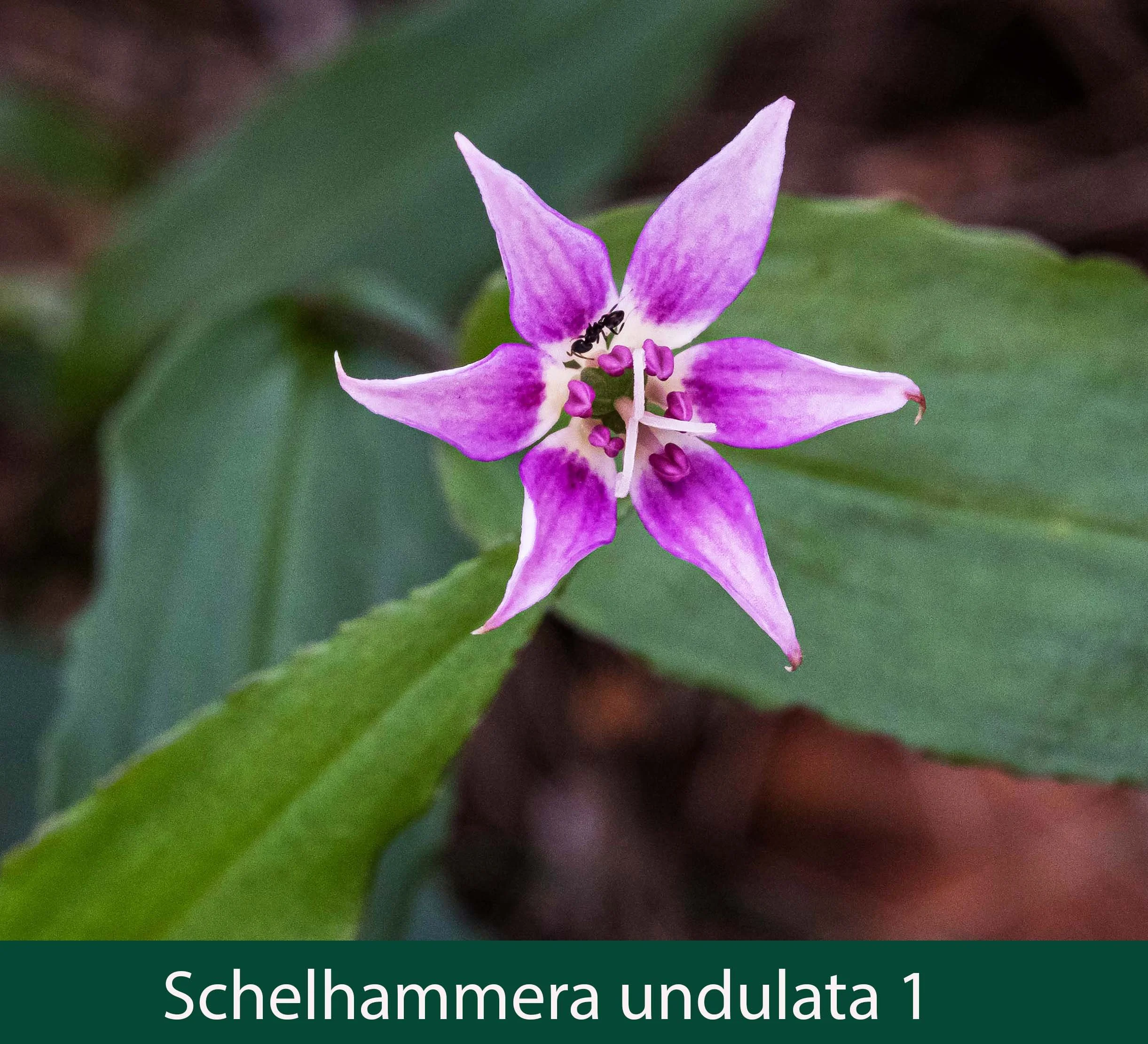 Schelhammera undulata 1    Lilac lily.jpg