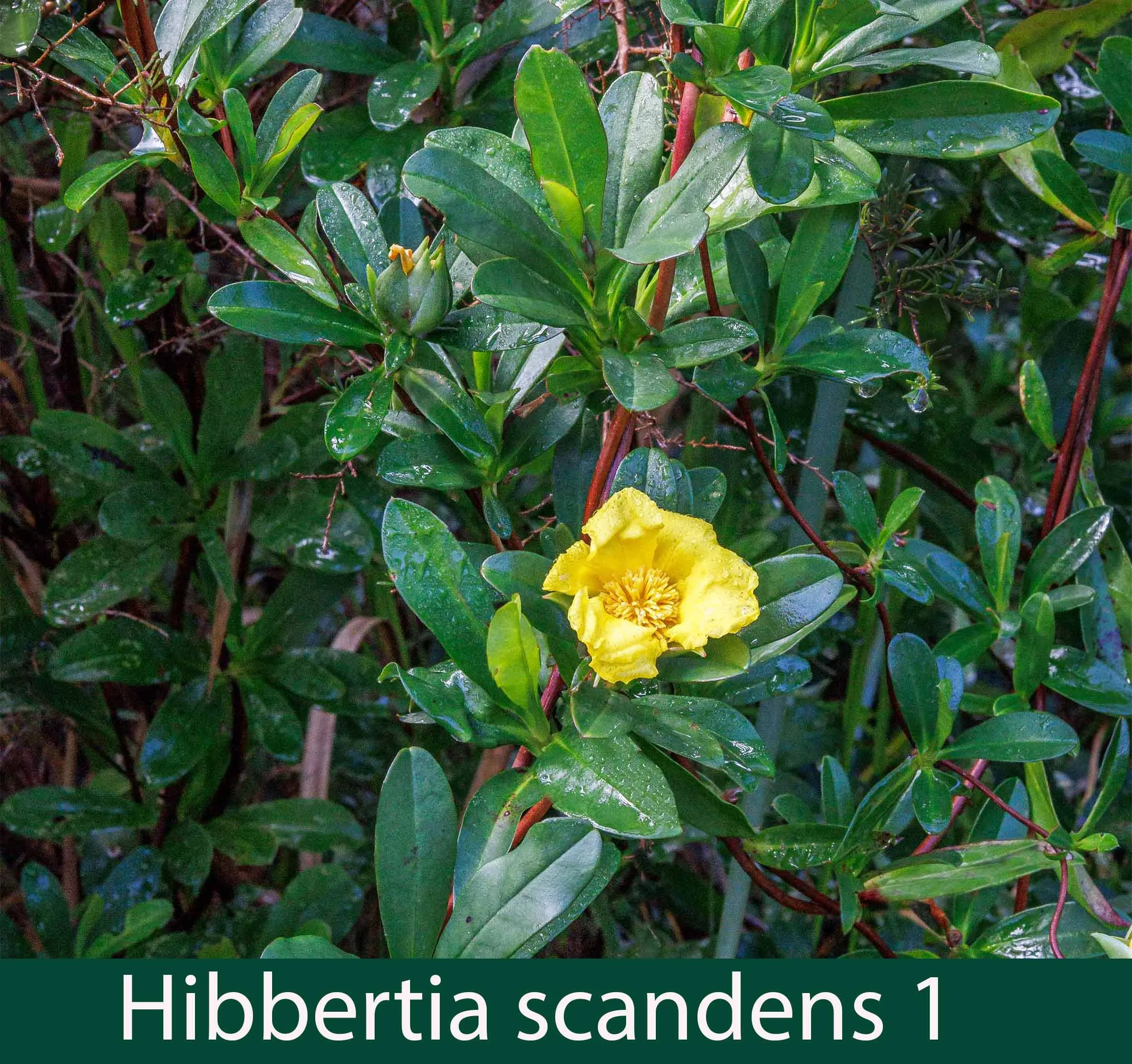 HIbbertia scandens 1   Climbing guinea flower.jpg