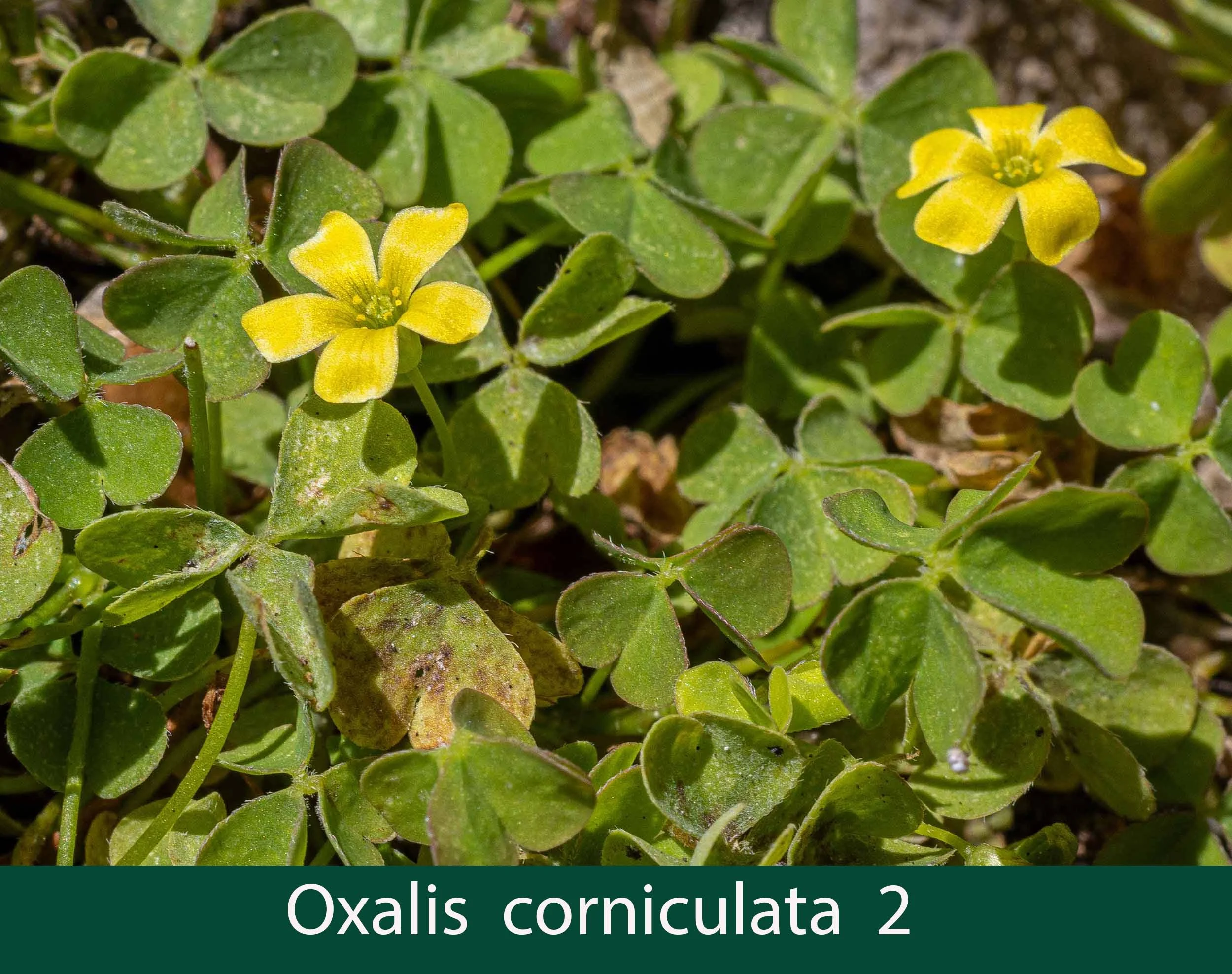 Oxalis corniculata 2_.jpg