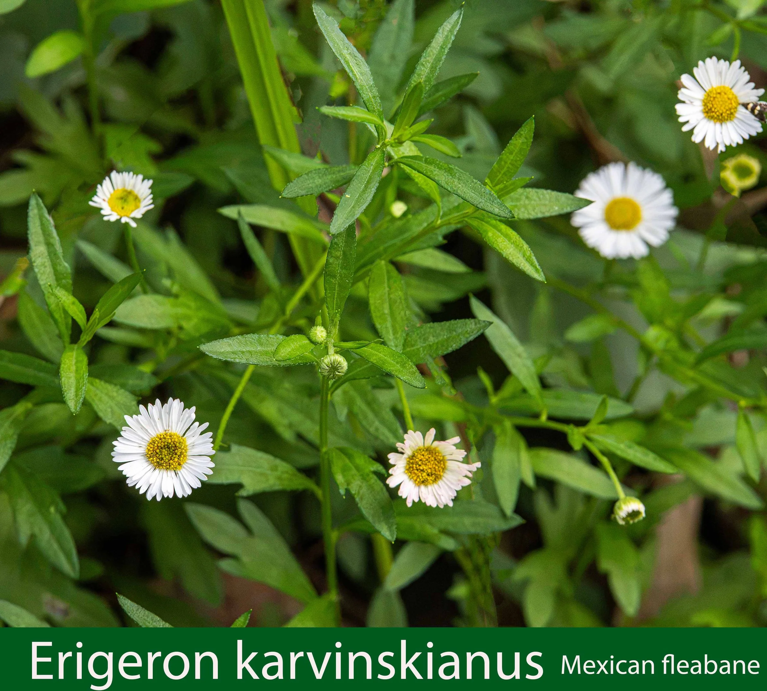 Erigeron karvinskianus-a- Mexican Fleabane-261A2817 copy.jpg
