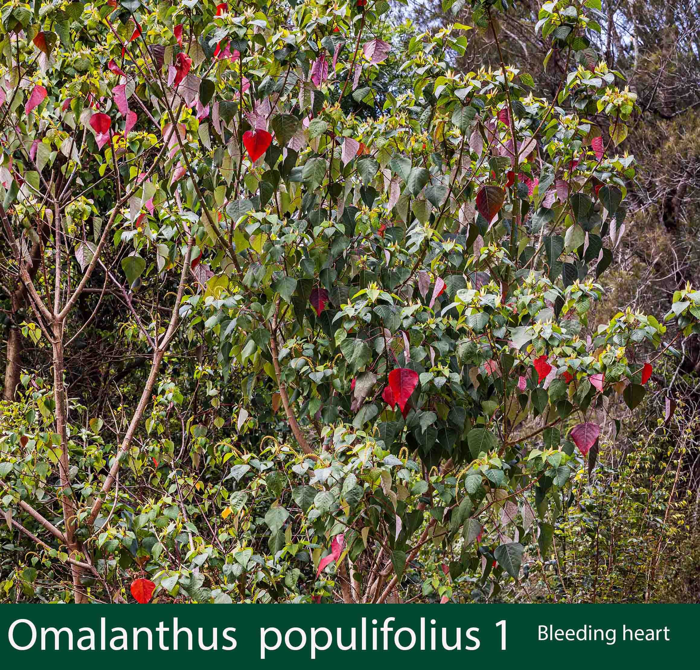 Omalanthus populifolius 1   Bleeding heart.jpg