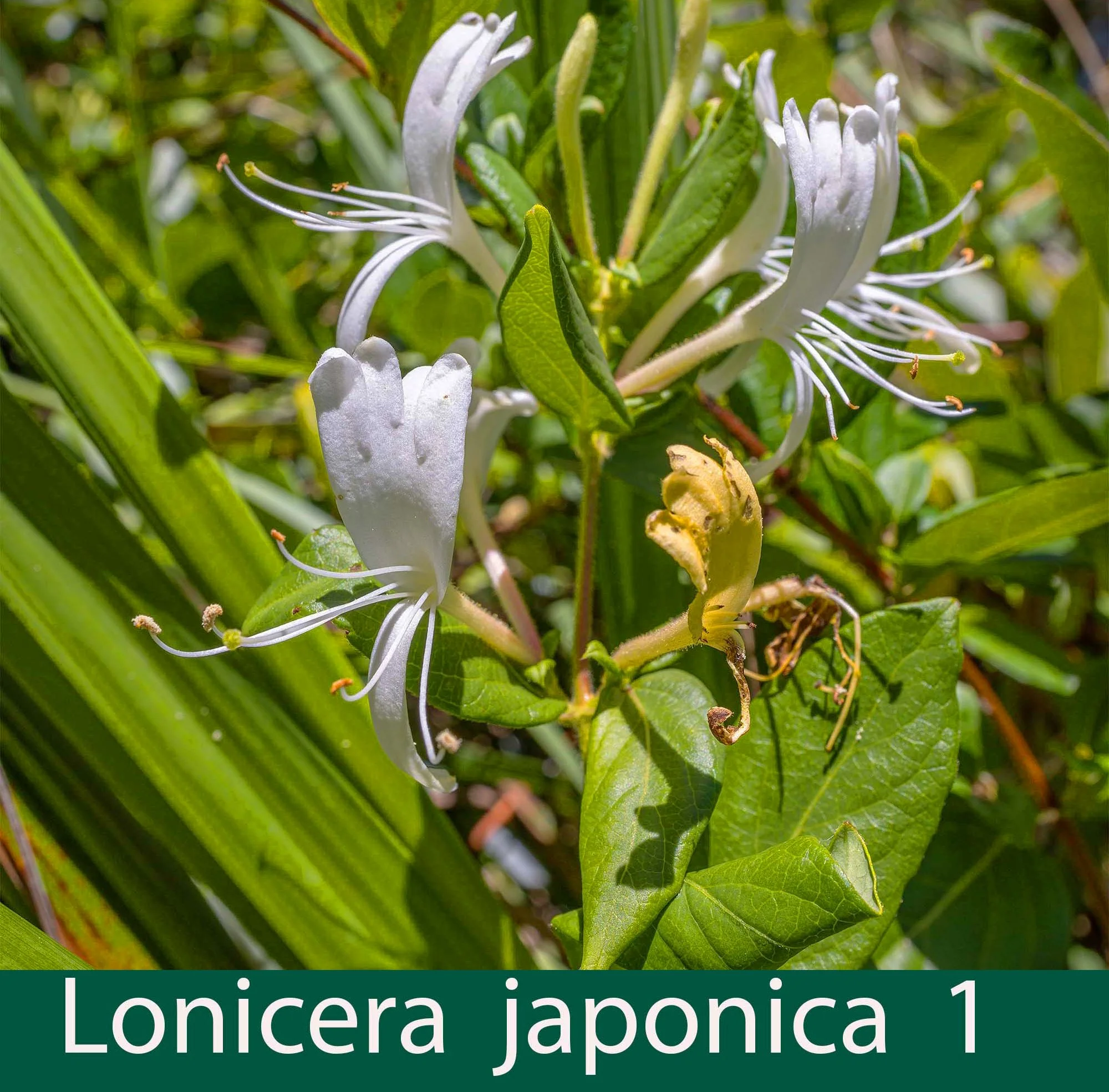 Lonicera japonica 1   Japanese Honeysuckle.jpg
