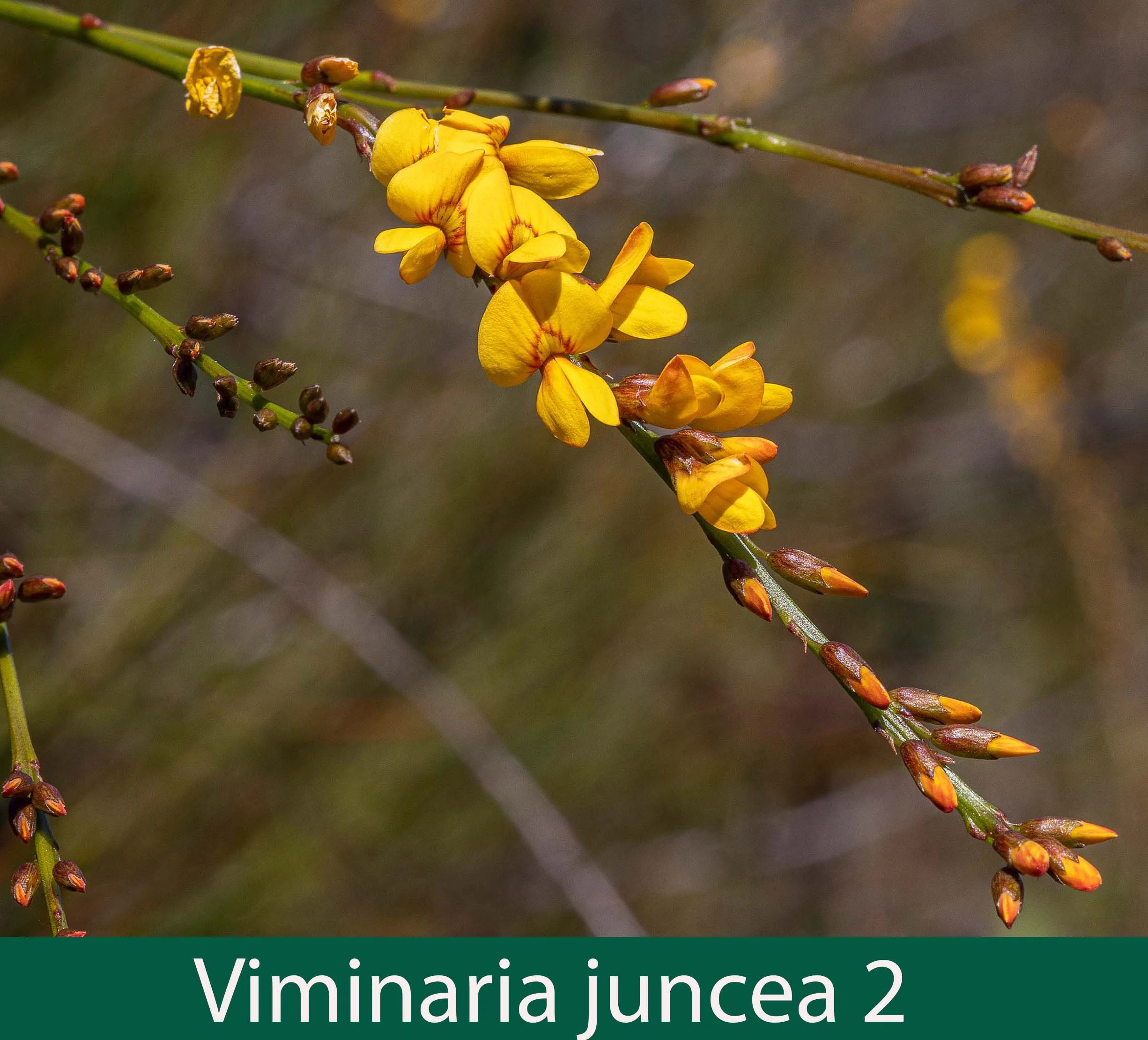 Viminaria juncea 2_.jpg