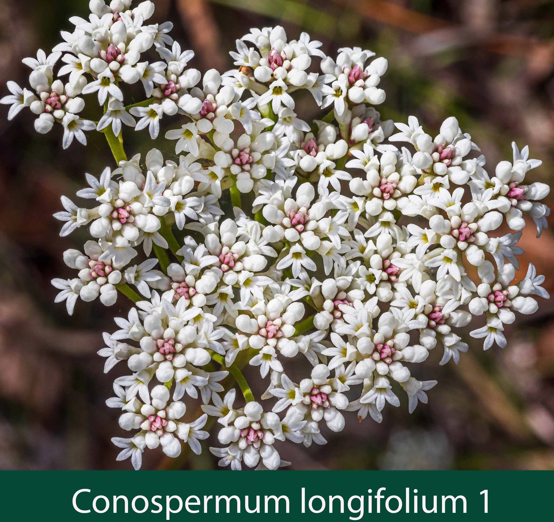 Conospermum longifolium 1_.jpg