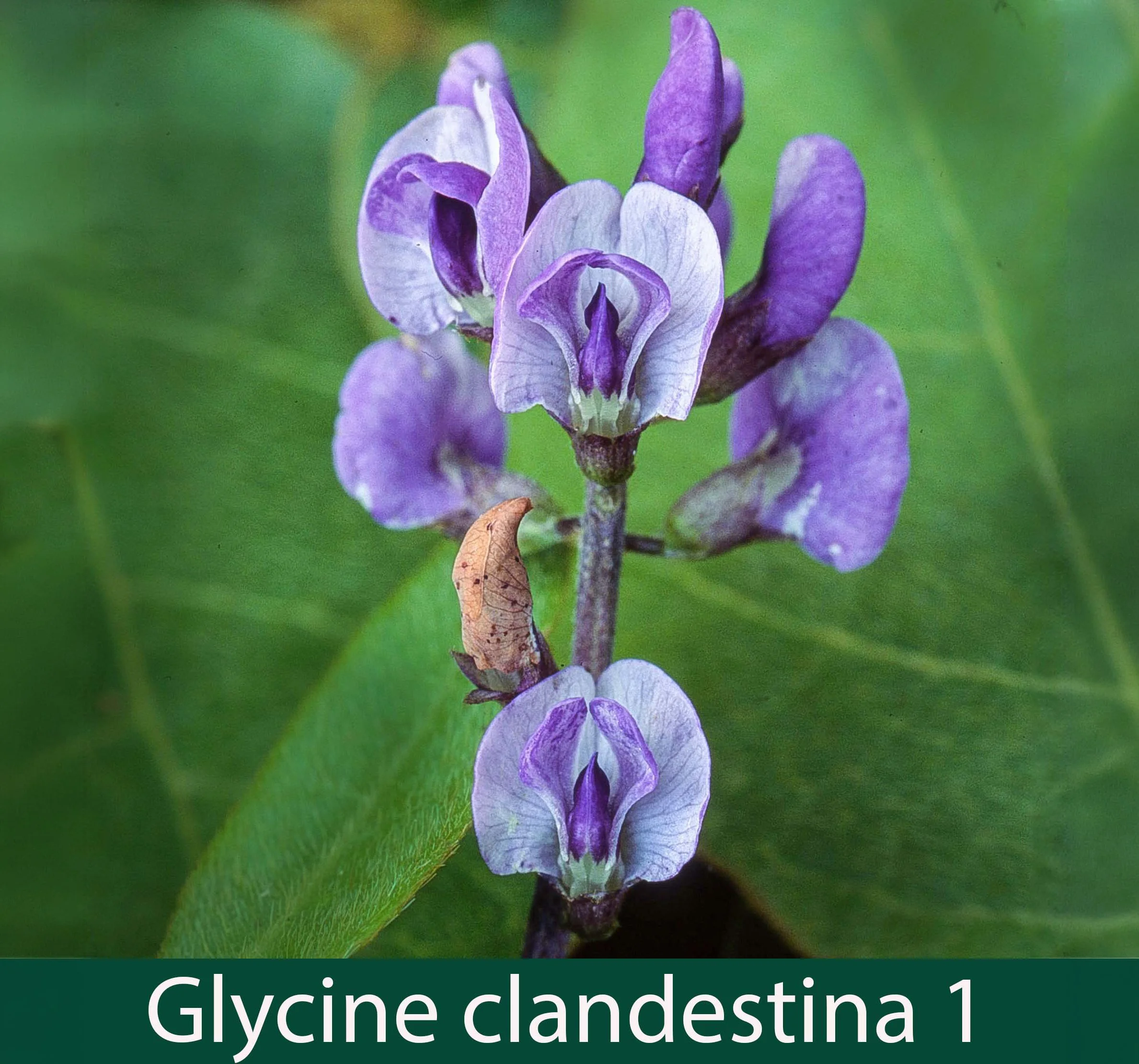 Glycine clandestina 1   Love creeper.jpg