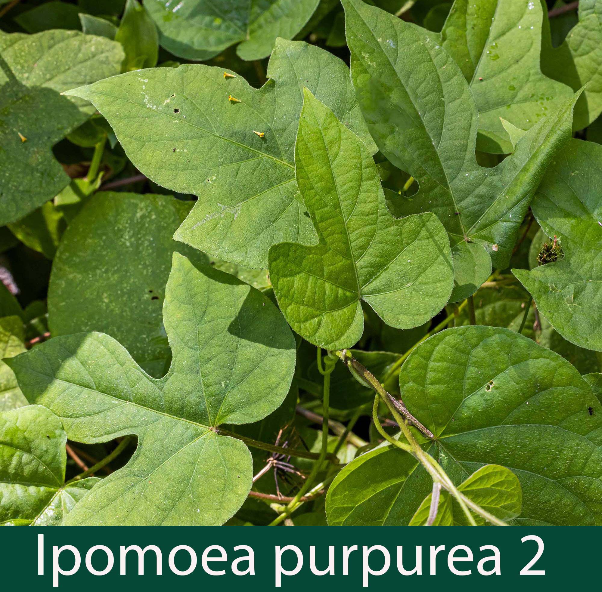 Ipomoea purpurea 2_.jpg