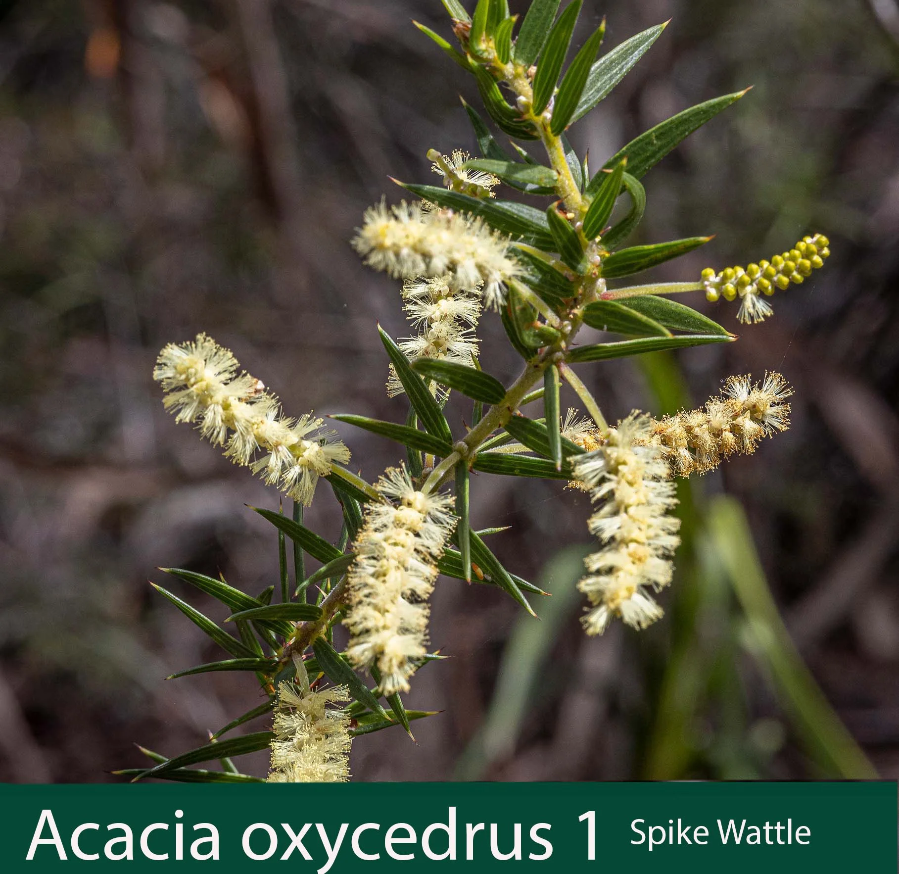 Acacia oxycedrus 1 Spike Wattle.jpg