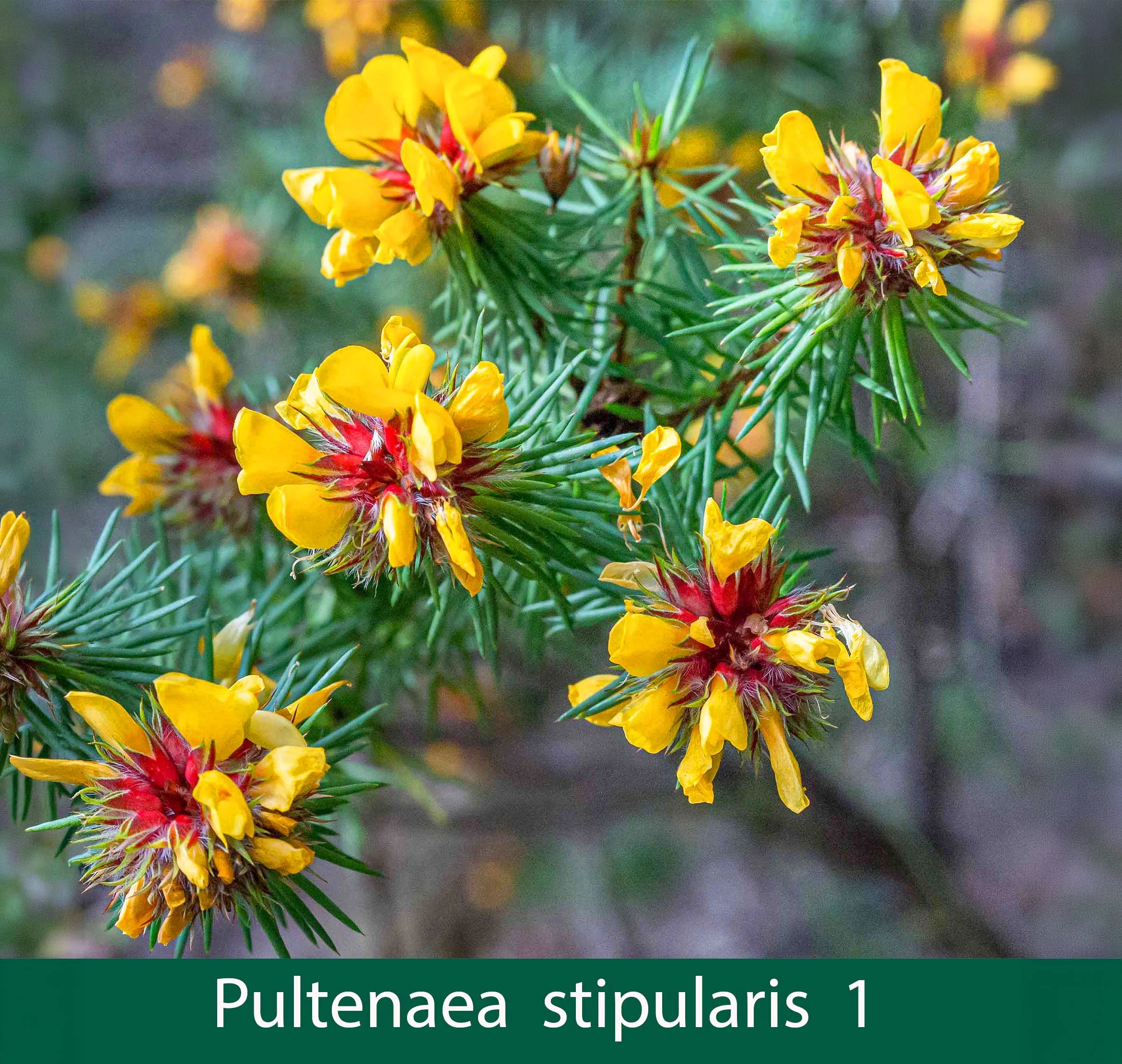 Pultenaea stipularis 1    Fine leaf bush pea.jpg