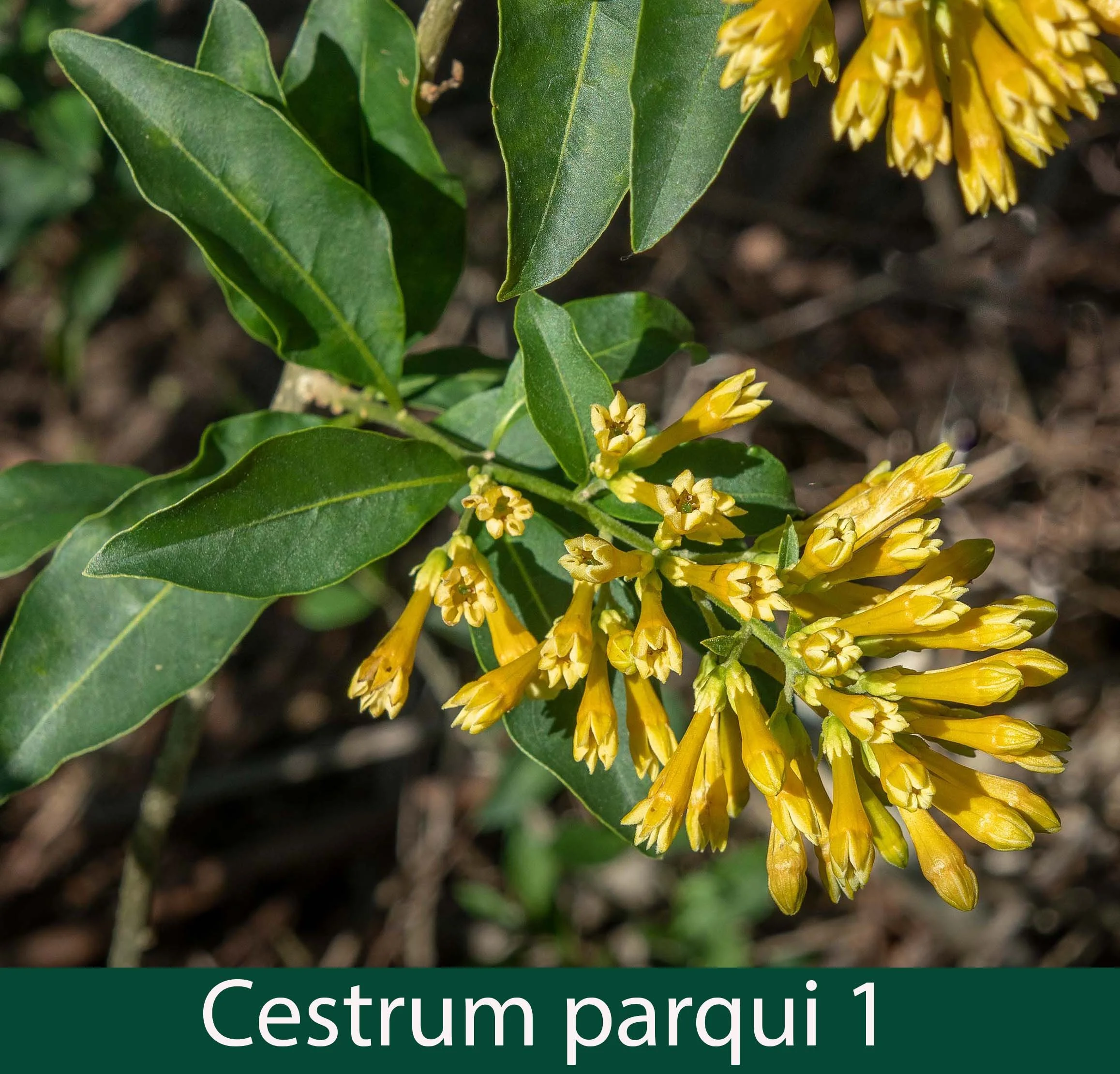 Cestrum parqui 1 Green Cestrum_.jpg