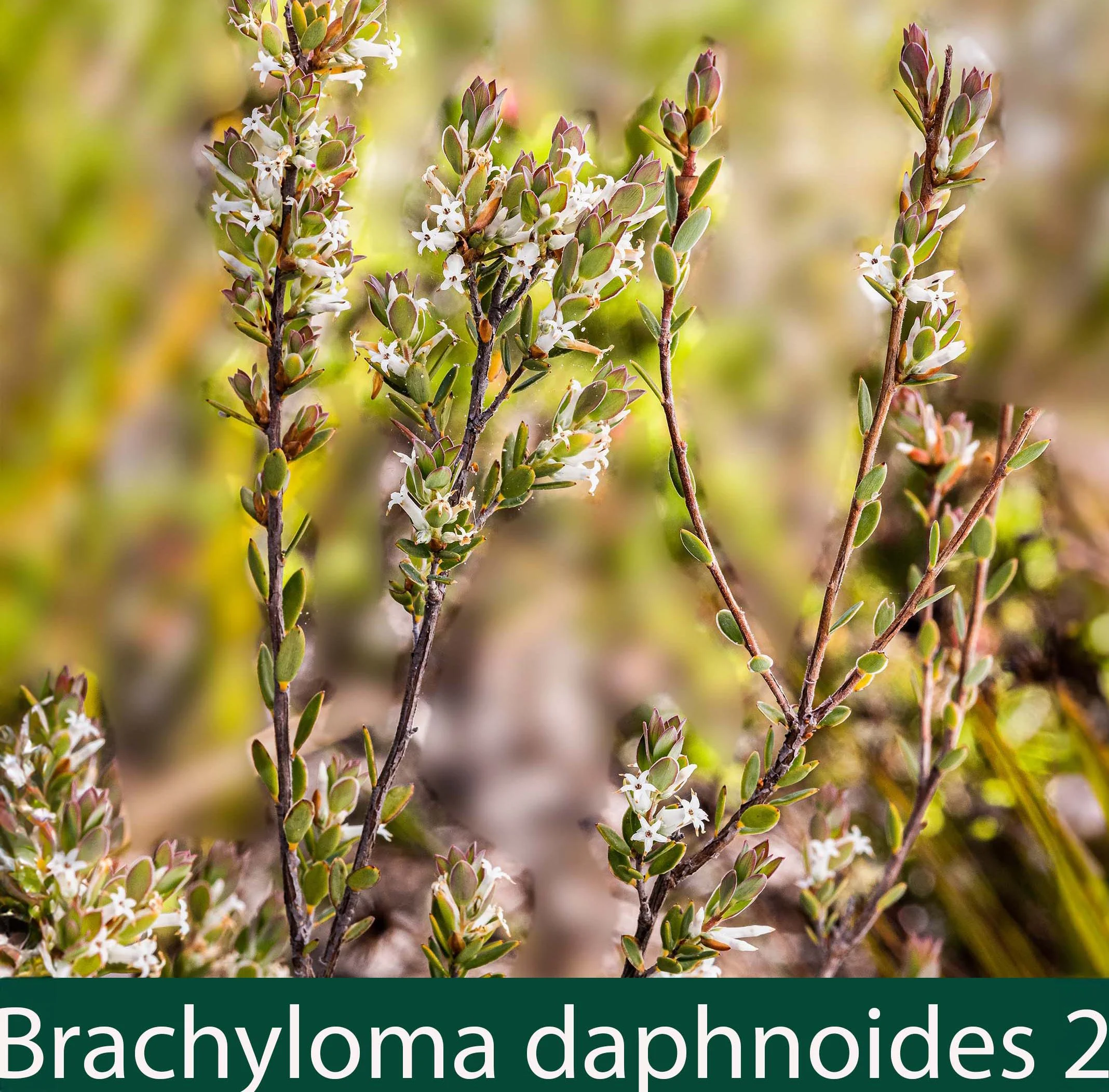 Brachyloma daphnoides 2_.jpg