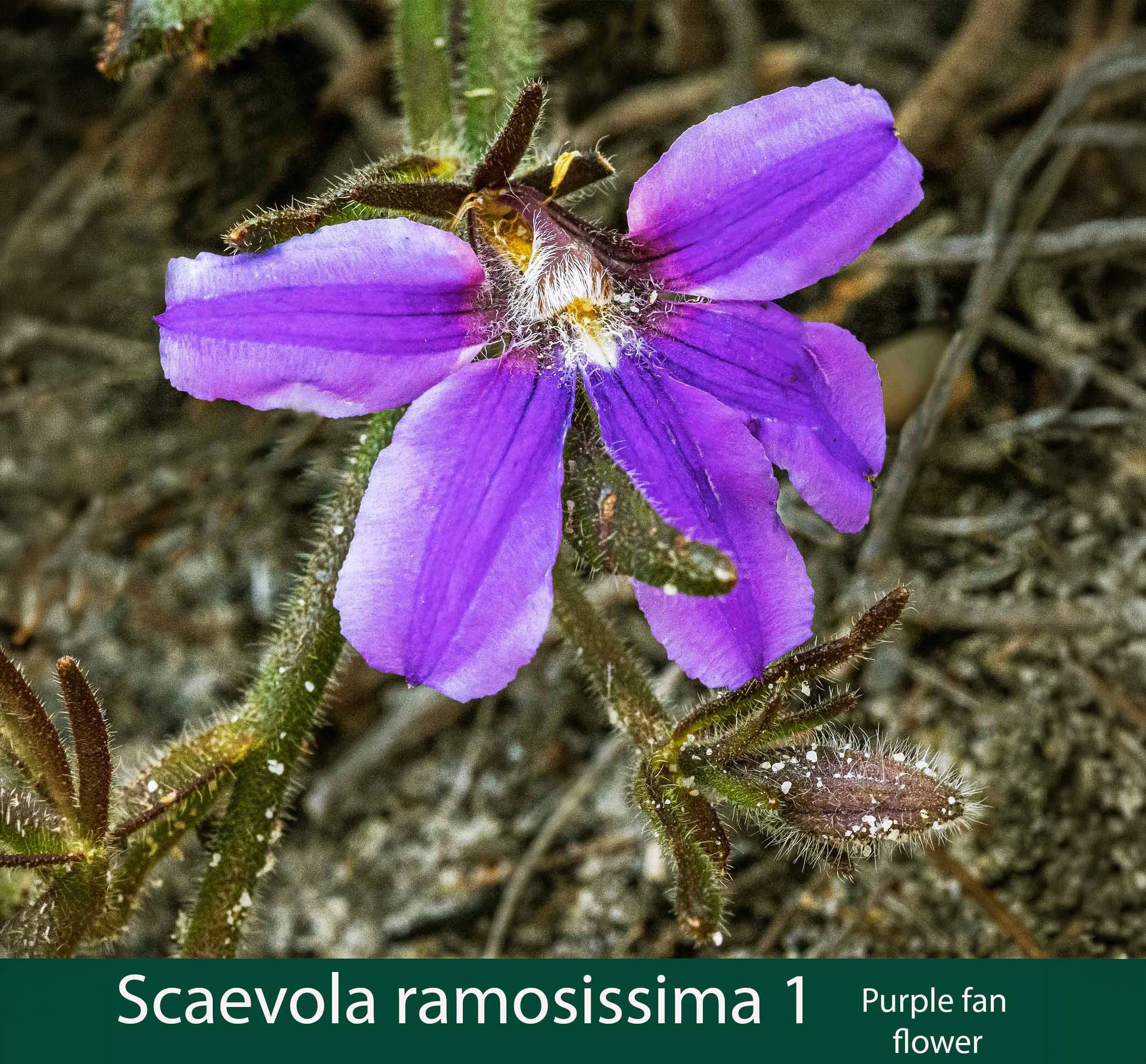 Scaevola ramosissima 1   Purple fan flower.jpg
