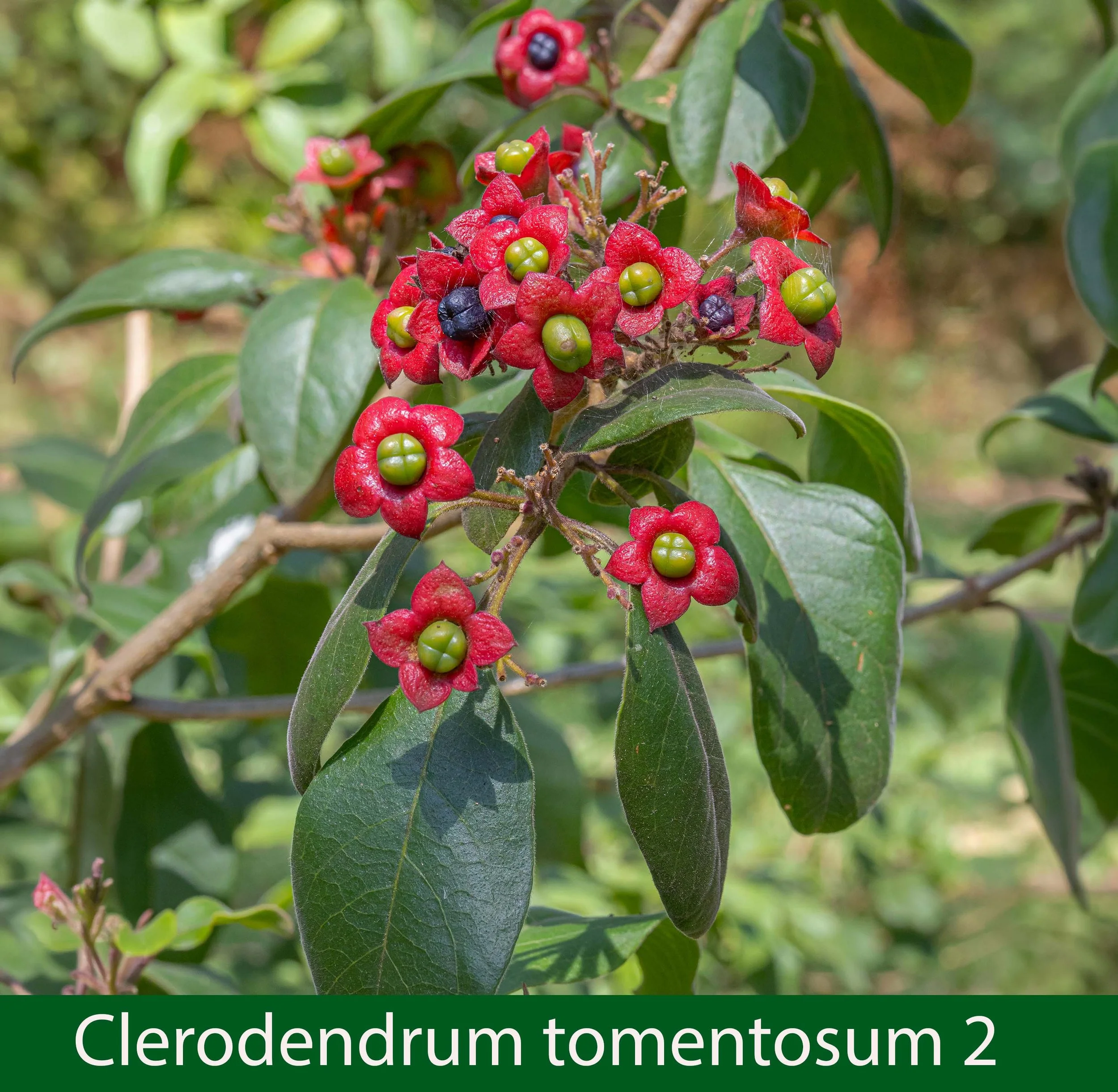 Clerodendrum tomentosum 2a-_.jpg