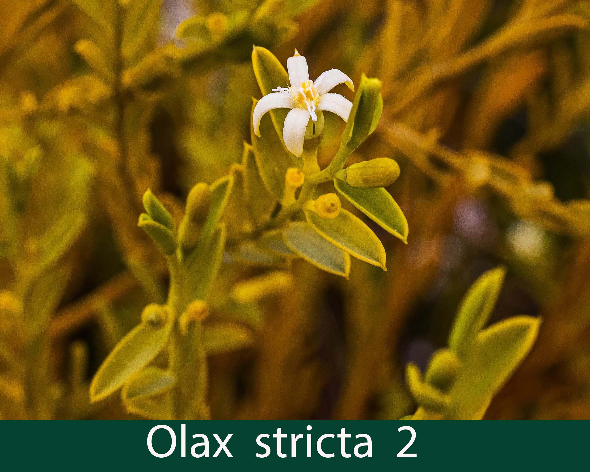 Olax stricta 2_.jpg