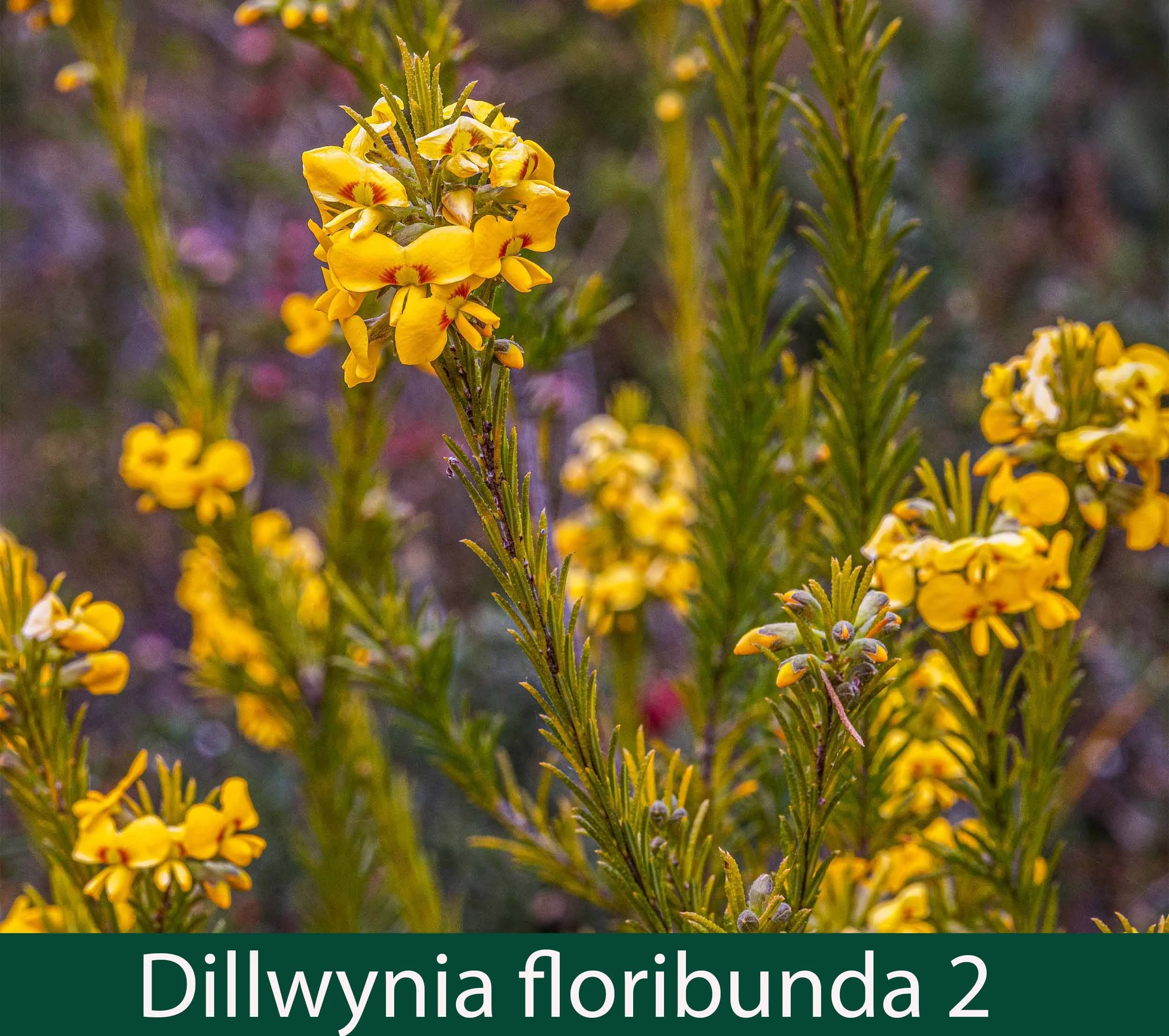 Dillwynia floribunda 2_.jpg