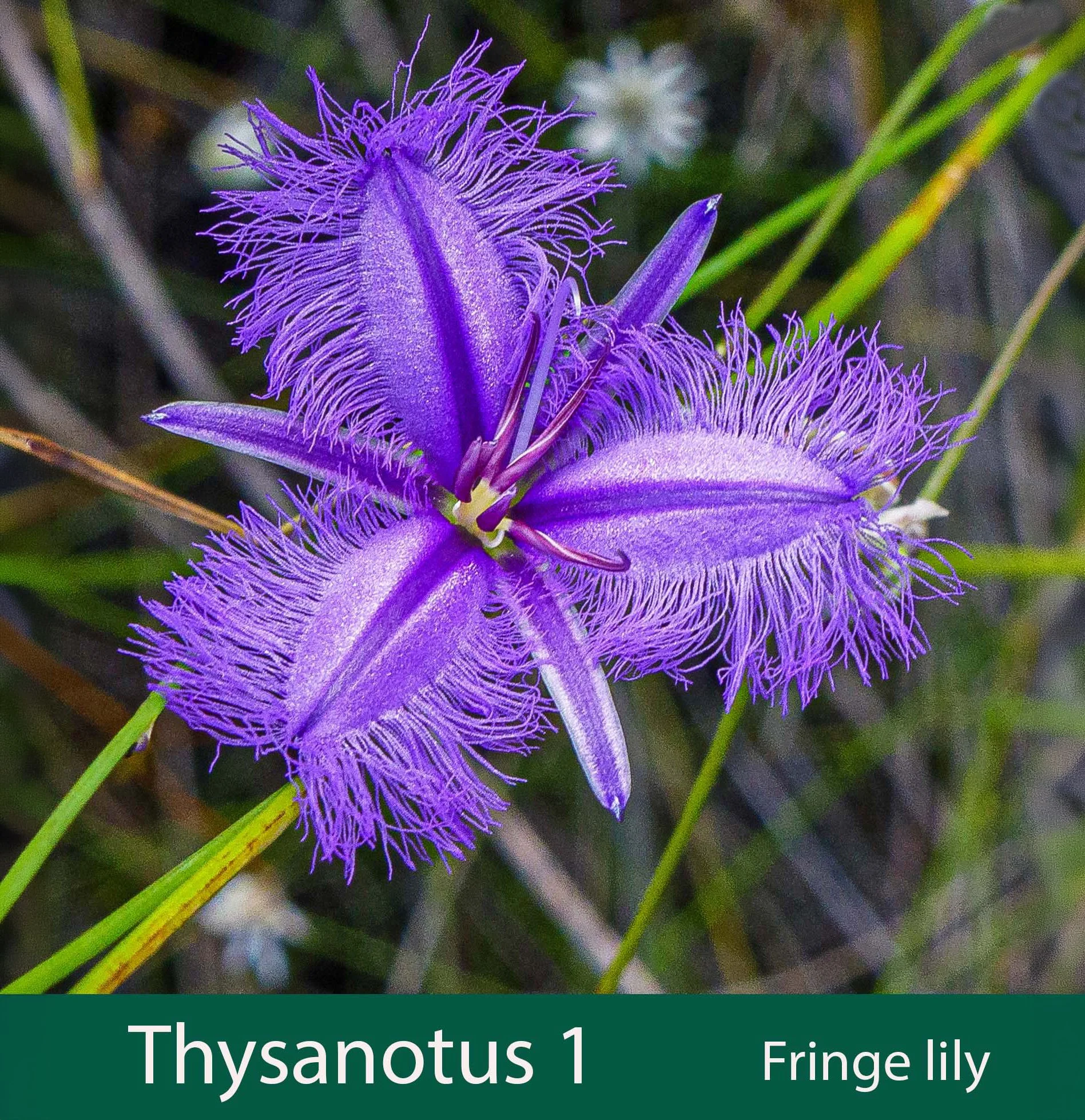 Thysanotus 1   Fringe lily_.jpg