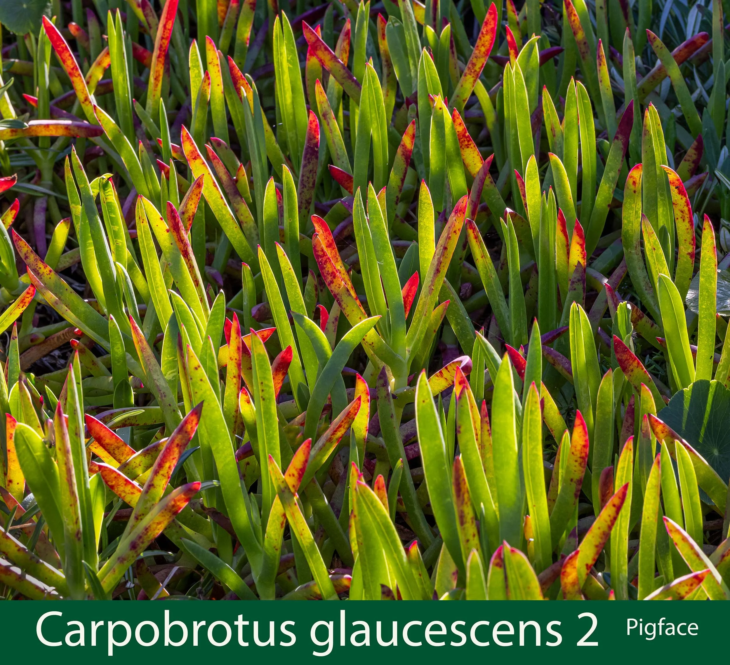 Carpobrotus glaucescens 2-Pigface.jpg