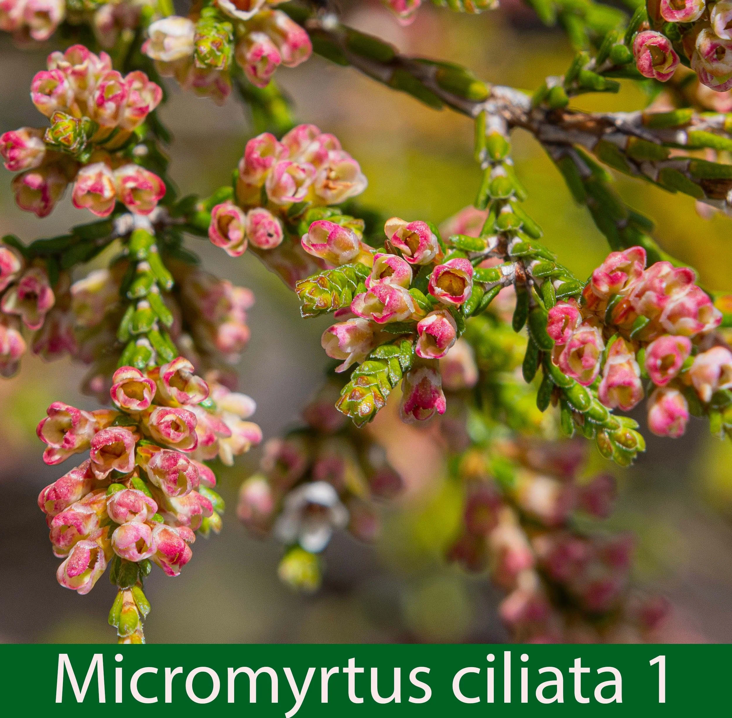 Micromyrtus ciliata-1a-261A2354_.jpg