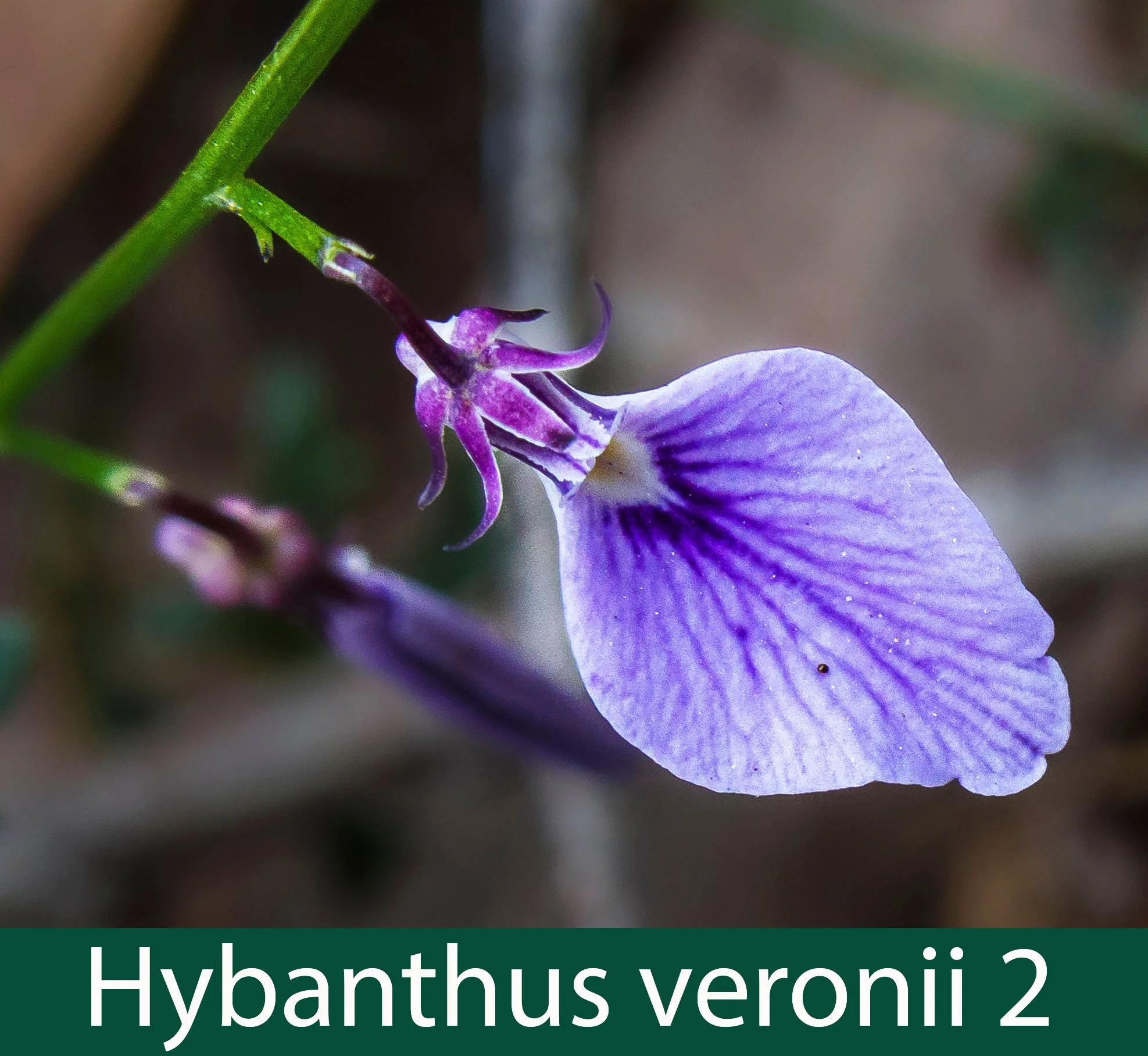 Hybanthus veronii 2_.jpg